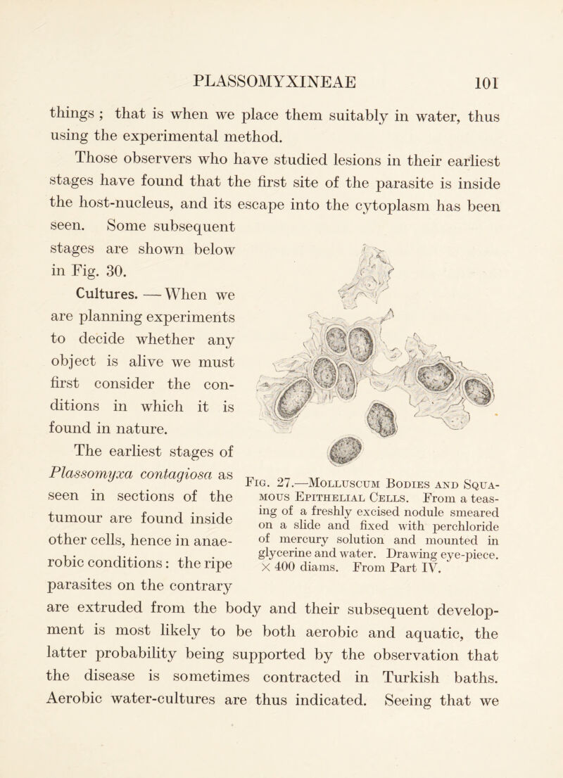 things ; that is when we place them suitably in water, thus using the experimental method. Those observers who have studied lesions in their earliest stages have found that the first site of the parasite is inside the host-nucleus, and its escape into the cytoplasm has been seen. Some subsequent stages are shown below in Fig. 30. Cultures. —When we are planning experiments to decide whether any object is alive we must first consider the con¬ ditions in which it is found in nature. The earliest stages of Plassomyxa contagiosa as seen in sections of the tumour are found inside other cells, hence in anae¬ robic conditions: the ripe parasites on the contrary Fig. 27.—Molluscum Bodies and Squa¬ mous Epithelial Cells. From a teas¬ ing of a freshly excised nodule smeared on a slide and fixed with perchloride of mercury solution and mounted in glycerine and water. Drawing eye-piece. X 400 diams. From Part IV.  are extruded from the body and their subsequent develop¬ ment is most likely to be both aerobic and aquatic, the latter probability being supported by the observation that the disease is sometimes contracted in Turkish baths. Aerobic water-cultures are thus indicated. Seeing that we