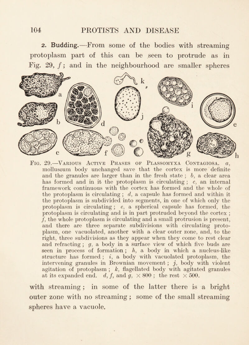 2. Budding.—From some of the bodies with streaming protoplasm part of this can be seen to protrude as in Fig. 29, /; and in the neighbourhood are smaller spheres Fig. 29.—Various Active Phases of Plassomyxa Contagiosa, a, molluscum body unchanged save that the cortex is more definite and the granules are larger than in the fresh state ; b, a clear area has formed and in it the protoplasm is circulating ; c, an internal framework continuous with the cortex has formed and the whole of the protoplasm is circulating ; d, a capsule has formed and within it the protoplasm is subdivided into segments, in one of which only the protoplasm is circulating ; e, a spherical capsule has formed, the protoplasm is circulating and is in part protruded beyond the cortex ; /, the whole protoplasm is circulating and a small protrusion is present, and there are three separate subdivisions with circulating proto¬ plasm, one vacuolated, another with a clear outer zone, and, to the right, three subdivisions as they appear when they come to rest clear and refracting ; g, a body in a surface view of which five buds are seen in process of formation ; h, a body in which a nucleus-like structure has formed ; i, a body with vacuolated protoplasm, the intervening granules in Brownian movement ; j, body with violent agitation of protoplasm ; k, flagellated body with agitated granules at its expanded end. d, /, and g, X 800 ; the rest X 500. with streaming ; in some of the latter there is a bright outer zone with no streaming ; some of the small streaming spheres have a vacuole.