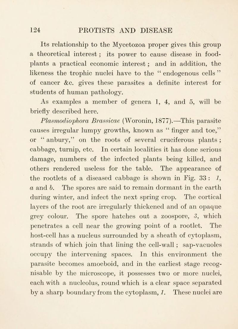 Its relationship to the Mycetozoa proper gives this group a theoretical interest; its power to cause disease in food- plants a practical economic interest; and in addition, the likeness the trophic nuclei have to the 44 endogenous cells ” of cancer &c. gives these parasites a definite interest for students of human pathology. As examples a member of genera 1, 4, and 5, will be briefly described here. Blasmodiophora Brassicae (Woronin, 1877).—This parasite causes irregular lumpy growths, known as 44 finger and toe,” or 44 anbury,” on the roots of several cruciferous plants ; cabbage, turnip, etc. In certain localities it has done serious damage, numbers of the infected plants being killed, and others rendered useless for the table. The appearance of the rootlets of a diseased cabbage is shown in Fig. 33 : I, a and b. The spores are said to remain dormant in the earth during winter, and infect the next spring crop. The cortical layers of the root are irregularly thickened and of an opaque grey colour. The spore hatches out a zoospore, 3, which penetrates a cell near the growing point of a rootlet. The host-cell has a nucleus surrounded by a sheath of cytoplasm, strands of which join that lining the cell-wall; sap-vacuoles occupy the intervening spaces. In this environment the parasite becomes amoeboid, and in the earliest stage recog¬ nisable by the microscope, it possesses two or more nuclei, each with a nucleolus, round which is a clear space separated by a sharp boundary from the cytoplasm, 1. These nuclei are