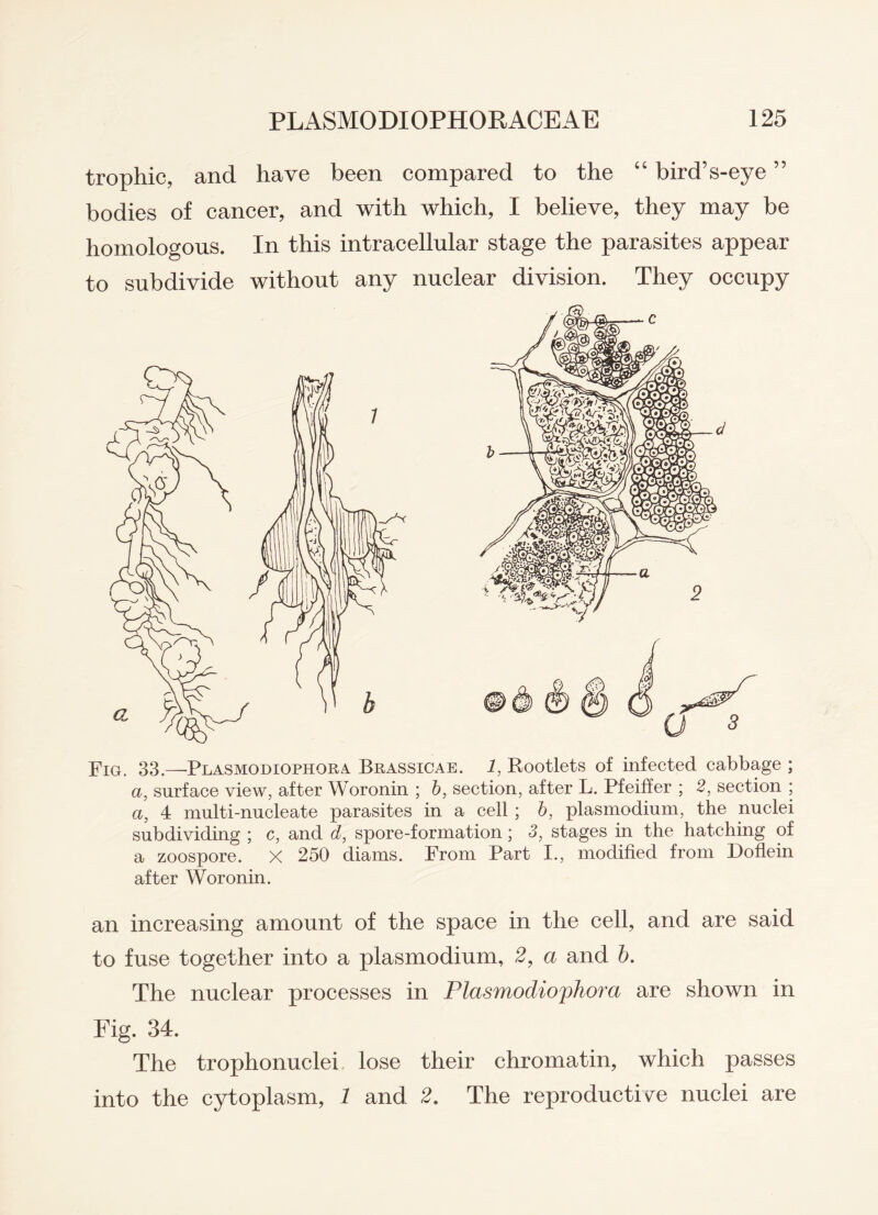 trophic, and have been compared to the “ bird’s-eye ” bodies of cancer, and with which, I believe, they may be homologous. In this intracellular stage the parasites appear to subdivide without any nuclear division. They occupy Fig. 33.—Plasmodiophora Brassicae. 1, Rootlets of infected cabbage ; a, surface view, after Woronin ; b, section, after L. Pfeiffer ; 2, section ; a, 4 multi-nucleate parasites in a cell ; b, plasmodium, the nuclei subdividing ; c, and d, spore-formation ; 3, stages in the hatching of a zoospore. X 250 diams. From Part I., modified from Doflein after Woronin. an increasing amount of the space in the cell, and are said to fuse together into a plasmodium, 2, a and b. The nuclear processes in Plasmodiophora are shown in Fig. 34. The trophonuclei lose their chromatin, which passes into the cytoplasm, 1 and 2. The reproductive nuclei are