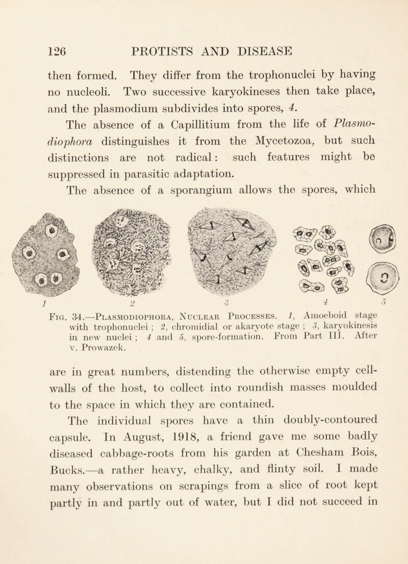 then formed. They differ from the trophonuclei by having no nucleoli. Two successive karyokineses then take place, and the plasmodium subdivides into spores, 4, The absence of a Capillitium from the life of Plctsmo- cliophora distinguishes it from the Mycetozoa, but such distinctions are not radical: such features might be suppressed in parasitic adaptation. The absence of a sporangium allows the spores, which Fig. 34.—Plasmodiophora, Nuclear Processes. 1, Amoeboid stage with trophonuclei ; 2, chromidial or akaryote stage ; 3, karyokinesis in new nuclei ; 4 and 5, spore-formation. From Part III. After v. Prowazek. are in great numbers, distending the otherwise empty cell- walls of the host, to collect into roundish masses moulded to the space in which they are contained. The individual spores have a thin doubly-contoured capsule. In August, 1918, a friend gave me some badly diseased cabbage-roots from his garden at Ghesham Bois, Bucks.—a rather heavy, chalky, and flinty soil. I made many observations on scrapings from a slice of root kept partly in and partly out of water, but I did not succeed in