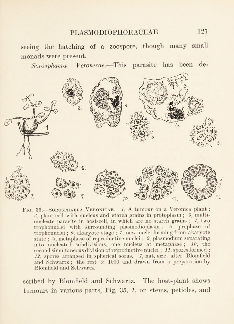 i ';v v seeing the hatching of a zoospore, though many small monads were present. Sorosphaera Veronicae.—This parasite has been de- Fig. 35.—Sorosphaera Veronicae. 1, A tumour on a Veronica plant ; 2, plant-cell with nucleus and starch grains in protoplasm ; 3, multi- nucleate parasite in host-cell, in which are no starch grains ; 4, two trophonuclei with surrounding plasmodioplasm ; 5, prophase of trophonuclei ; 6, akaryote stage ; 7, new nuclei forming from akaryote state ; 8, metaphase of reproductive nuclei ; 9, plasmodium separating into nucleated subdivisions, one nucleus at metaphase ; 10, the second simultaneous division of reproductive nuclei ; 11, spores formed ; 12, spores arranged in spherical sorus. 1, nat. size, after Blomfield and Schwartz ; the rest X 1000 and drawn from a preparation by Blomfield and Schwartz. scribed by Blomfield and Schwartz. The host-plant shows tumours in various parts, Fig. 35, i, on stems, petioles, and
