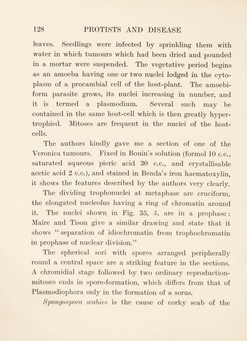 leaves. Seedlings were infected by sprinkling them with water in which tumours which had been dried and pounded in a mortar were suspended. The vegetative period begins as an amoeba having one or two nuclei lodged in the cyto¬ plasm of a procambial cell of the host-plant. The amoebi- form parasite grows, its nuclei increasing in number, and it is termed a plasmodium. Several such may be contained in the same host-cell which is then greatly hyper¬ trophied. Mitoses are frequent in the nuclei of the host- cells. The authors kindly gave me a section of one of the Veronica tumours. Fixed in Bouin’s solution (formol 10 c.c., saturated aqueous picric acid 30 c.c., and crystallisable acetic acid 2 c.c.), and stained in Benda’s iron haematoxylin, it shows the features described by the authors very clearly. The dividing trophonuclei at metaphase are cruciform, the elongated nucleolus having a ring of chromatin around it. The nuclei shown in Fig. 35, 5, are in a prophase: Maire and Tison give a similar drawing and state that it shows “ separation of idiochromatin from trophochromatin in prophase of nuclear division.” The spherical sori with spores arranged peripherally round a central space are a striking feature in the sections. A chromidial stage followed by two ordinary reproduction- mitoses ends in spore-formation, which differs from that of Plasmodiophora only in the formation of a sorus. Spongospora scabies is the cause of corky scab of the