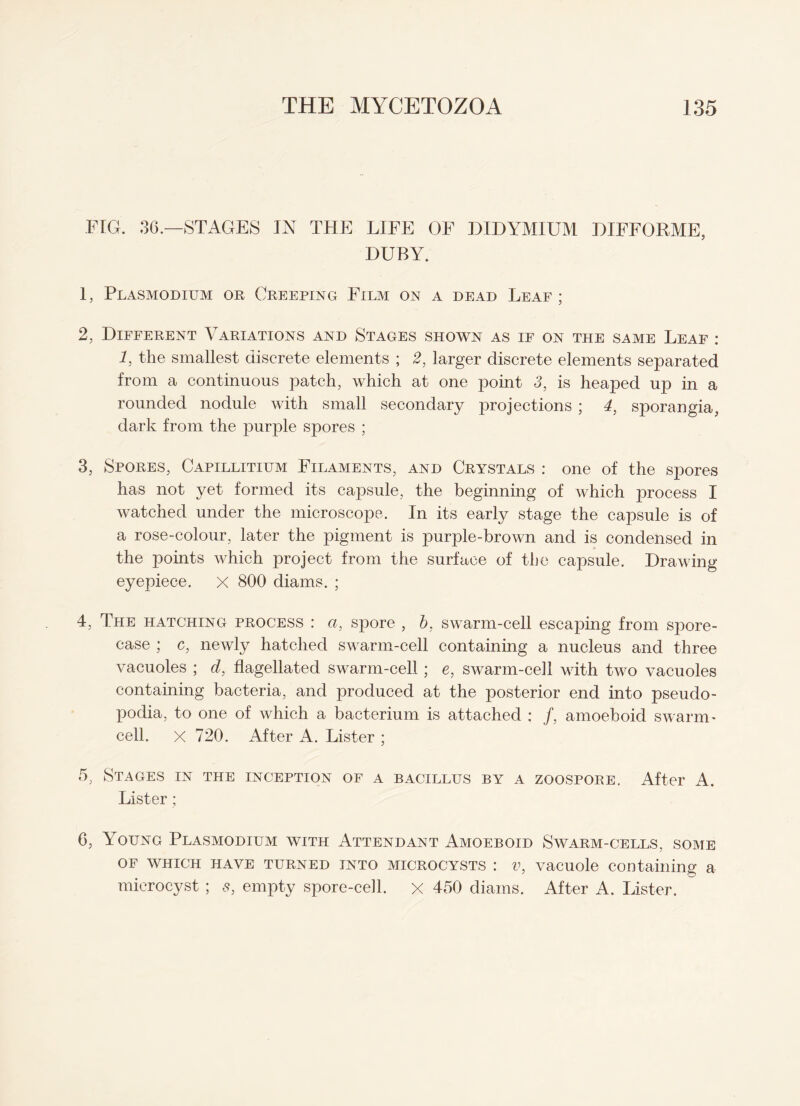 FIG. 36.—STAGES IN THE LIFE OF DIDYMIUM DIFFORME, DUBY. 1, Plasmodium or Creeping Film on a dead Leaf ; 2, Different Yariations and Stages shown as if on the same Leaf : 1, the smallest discrete elements ; 2, larger discrete elements separated from a continuous patch, which at one point 3, is heaped up in a rounded nodule with small secondary projections ; 4, sporangia, dark from the purple spores ; 3, Spores, Capillitium Filaments, and Crystals : one of the spores has not yet formed its capsule, the beginning of which jirocess I watched under the microscope. In its early stage the capsule is of a rose-colour, later the pigment is purple-brown and is condensed in the points which project from the surface of the capsule. Drawing eyepiece. X 800 diams. ; 4, The hatching process : a, spore , b, swarm-cell escaping from spore- case ; c, newly hatched swarm-cell containing a nucleus and three vacuoles ; d, flagellated swarm-cell ; e, swarm-cell with two vacuoles containing bacteria, and produced at the posterior end into pseudo¬ podia, to one of which a bacterium is attached : /, amoeboid swarm¬ cell. X 720. After A. Lister ; 5, Stages in the inception of a bacillus by a zoospore. After A. Lister ; 6, Young Plasmodium with Attendant Amoeboid Swarm-cells, some of which have turned into microcysts : v, vacuole containing a microcyst ; ,9, empty spore-cell. X 450 diams. After A. Lister.