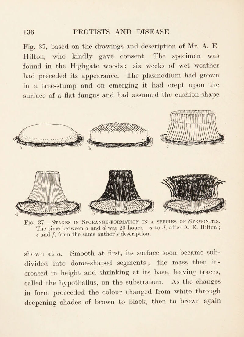Fig. 37, based on the drawings and description of Mr. A. E. Hilton, who kindly gave consent. The specimen was found in the Highgate woods ; six weeks of wet weather had preceded its appearance. The plasmodium had grown in a tree-stump and on emerging it had crept upon the surface of a flat fungus and had assumed the cushion-shape Yig. 37.—Stages in Sporange-formation in a species of Stemonitis. The time between a and d was 20 hours, a to d, after A. E. Hilton ; e and/, from the same author’s description. shown at a. Smooth at first, its surface soon became sub¬ divided into dome-shaped segments ; the mass then in¬ creased in height and shrinking at its base, leaving traces, called the hypothallus, on the substratum. As the changes in form proceeded the colour changed from white through deepening shades of brown to black, then to brown again
