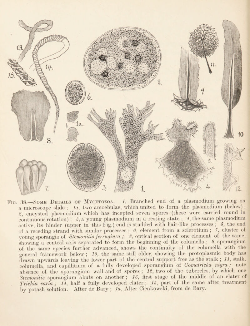 : *»$> jf A w<fc; Fig. 38,—Some Details of Mycetozoa. 1, Branched end of a plasmodium growing on a microscope slide ; la, two amoebulae, which united to form the plasmodium (below) ; 2, encysted plasmodium which has incepted seven spores (these were carried round in continuous rotation) ; 3, a young plasmodium in a resting state ; 4, the same plasmodium active, its hinder (upper in this Fig.) end is studded with hair-like processes ; 5, the end of a receding strand with similar processes ; 6, element from a sclerotium ; 7, cluster of young sporangia of Stemonitis ferruginea ; 8, optical suction of one element of the same, showing a central axis separated to form the beginning of the columella ; 9, sporangium of the same species further advanced, shows the continuity of the columella with the general framework below ; 10, the same still older, showing the protoplasmic body has drawn upwards leaving the lower part of the central support free as the stalk ; 11, stalk, columella, and capillitium of a fully developed sporangium of Gomatricha nigra : note absence of the sporangium wall and of spores ; 12, twro of the tubercles, by which one Stemonitis sporangium abuts on another ; 13, first stage of the middle of an elater of Trichia varia ; 14, half a fully developed elater ; 15, part of the same after treatment by potash solution. After de Bary ; la, After Cienkowski, from de Bary.