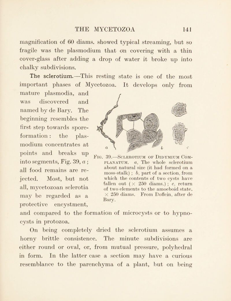 magnification of 60 diams. showed typical streaming, but so fragile was the plasmodium that on covering with a thin cover-glass after adding a drop of water it broke up into chalky subdivisions. The sclerotium.—This resting state is one of the most important phases of Mycetozoa. It develops only from mature plasmodia, and was discovered and named by de Barv. The is is beginning resembles the first step towards spore- formation : the plas¬ modium concentrates at points and breaks up into segments, Fig. 39, a ; all food remains are re¬ jected. Most, but not all, mycetozoan sclerotia may be regarded as a protective encystment, and compared to the formation of microcysts or to hypno- cysts in protozoa. On being completely dried the sclerotium assumes a horny brittle consistence. The minute subdivisions are either round or oval, or, from mutual pressure, polyhedral in form. In the latter case a section may have a curious resemblance to the parenchyma of a plant, but on being Fig. 39.—Sclerotium of Didymium Com- planatum. a, The whole sclerotium about natural size (it had formed on a moss-stalk) ; b, part of a section, from which the contents of two cysts have fallen out ( X 250 diams.) ; c, return of two elements to the amoeboid state. X 250 diams. From Doflein, after de Bary.