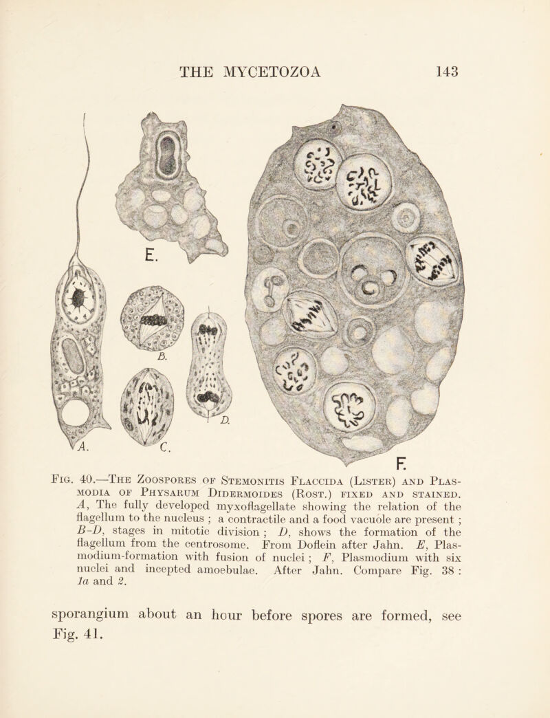 Fig. 40.—The Zoospores or Stemonitis Flaccida (Lister) and Plas¬ modia or Physarum Didermoides (Rost.) fixed and stained. A, The fully developed myxoflagellate showing the relation of the flagellum to the nucleus ; a contractile and a food vacuole are present ; B-D, stages in mitotic division ; D, shows the formation of the flagellum from the centrosome. From Doflein after Jahn. E, Plas- modium-formation with fusion of nuclei ; F, Plasmodium with six nuclei and incepted amoebulae. After Jahn. Compare Fig. 38 : la and 2. sporangium about an hour before spores are formed, see Fig. 41.