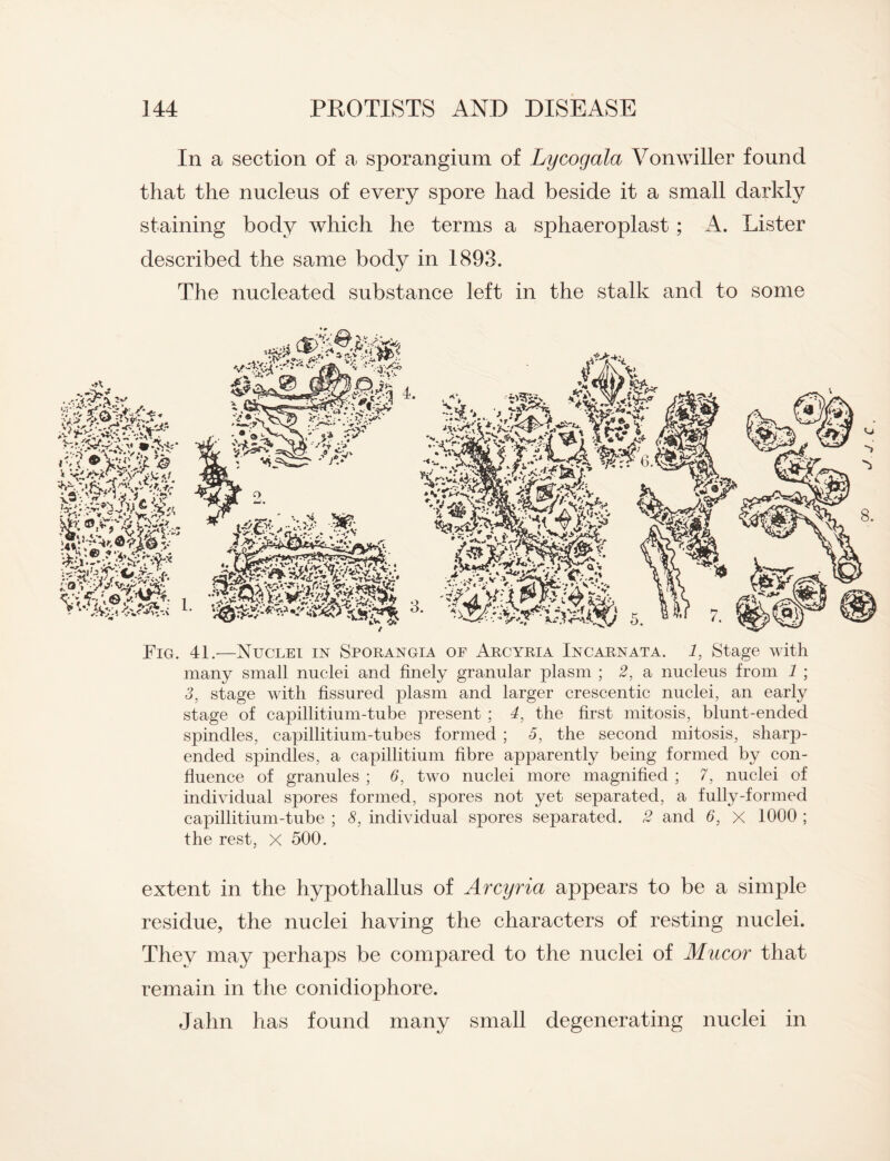 In a section of a sporangium of Lycogala Vonwiller found that the nucleus of every spore had beside it a small darkly staining body which he terms a sphaeroplast ; A. Lister described the same body in 1893. The nucleated substance left in the stalk and to some Fig. 41.—Nuclei in Sporangia of Arcyria Incarnata. 1, Stage with many small nuclei and finely granular plasm ; 2, a nucleus from 1 ; 3, stage with fissured plasm and larger crescentic nuclei, an early stage of capillitium-tube present ; 4, the first mitosis, blunt-ended spindles, capillitium-tubes formed ; 5, the second mitosis, sharp- ended spindles, a capillitium fibre apparently being formed by con¬ fluence of granules ; 6, two nuclei more magnified ; 7, nuclei of individual spores formed, spores not yet separated, a fully-formed capillitium-tube ; 8, individual spores separated. 2 and 6, x 1000 ; the rest, X 500. extent in the hypothallus of Arcyria appears to be a simple residue, the nuclei having the characters of resting nuclei. They may perhaps be compared to the nuclei of Mucor that remain in the conidiophore. Jahn has found many small degenerating nuclei in