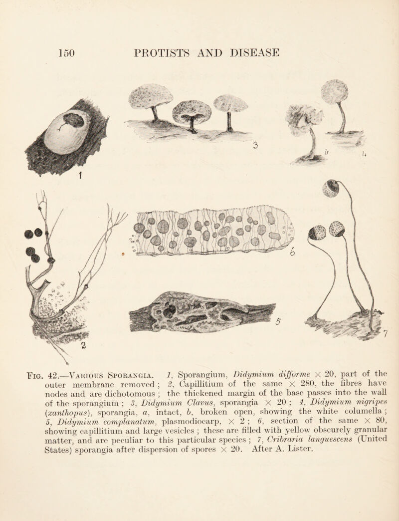 Fig. 42.—Various Sporangia. 1, Sporangium, Didymium difforme X 20, part of the outer membrane removed ; 2, Capillitium of the same X 280, the fibres have nodes and are dichotomous ; the thickened margin of the base passes into the wall of the sporangium ; 3, Didymium Clavus, sporangia X 20 : 4, Didymium nigripes (xanthopus), sporangia, a, intact, b, broken open, showing the white columella ; 5, Didymium complanalum, plasmodiocarp, X 2 ; 6, section of the same X 80, showing capillitium and large vesicles ; these are filled with yellow obscurely granular matter, and are peculiar to this particular species ; 7, Cribraria languescens (United States) sporangia after dispersion of spores X 20. After A. Lister.