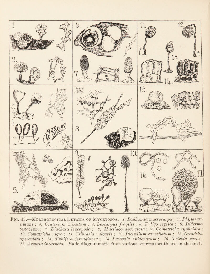 Fig. 43.—Morphological Details of Mycetozoa. 1, Badhamia macrocarpa; 2, Physarum nutans ; 3, Craterium minutum ; 4, Leocarpus fragilis ; 5, Fuligo septica ; 6, Diderma testaceum ; 7, Diachaea leucopoda ; 8, Mucilago spongiosa ; 9, Comatricha typhoides ; 10, Comatricha nigra; 11, Cribraria vulgaris ; 12, Diciydium cancellatum ; 13, Orcadella operculata ; 14, Tubifera ferruginosa ; 15, Lycogala epidendrum ; 16, Trichia varia ; 17, Arcyria incarnata. Made diagrammatic from various sources mentioned in the text.