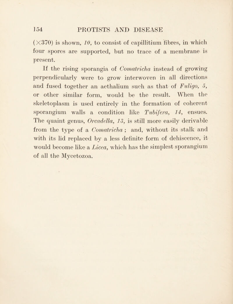 (X370) is shown, 10, to consist of capillitium fibres, in which four spores are supported, but no trace of a membrane is present. If the rising sporangia of Comatricha instead of growing perpendicularly were to grow interwoven in all directions and fused together an aethalium such as that of Fuligo, 5, or other similar form, would be the result. When the skeletoplasm is used entirely in the formation of coherent sporangium walls a condition like Tubifera, 14, ensues. The quaint genus, Orcadella, 13, is still more easily derivable from the type of a Comatricha ; and, without its stalk and with its lid replaced by a less definite form of dehiscence, it would become like a Licea, which has the simplest sporangium of all the Mycetozoa.