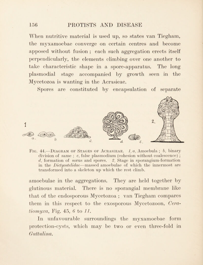 When nutritive material is used up, so states van Tiegham, the myxamoebae converge on certain centres and become apposed without fusion ; each such aggregation erects itself perpendicularly, the elements climbing over one another to take characteristic shape in a spore-apparatus. The long plasmodial stage accompanied by growth seen in the Mycetozoa is wanting in the Acrasieae. Spores are constituted by encapsulation of separate Fig. 44.—Diagram of Stages of Acrasieae. 1, a, Amoebula ; b, binary division of same ; c, false plasmodinm (cohesion without coalescence) ; d, formation of sorus and spores. 2, Stage in sporangium-formation in the Dictyostelidae—massed amoebulae of which the innermost are transformed into a skeleton up which the rest climb. amoebulae in the aggregations. They are held together by glutinous material. There is no sporangial membrane like that of the endosporous Mycetozoa ; van Tiegham compares them in this respect to the exosporous Mycetozoon, Cera- tiomyxa, Fig. 45, 6 to 11. In unfavourable surroundings the myxamoebae form protection-cysts, which may be two or even three-fold in Guttulina.