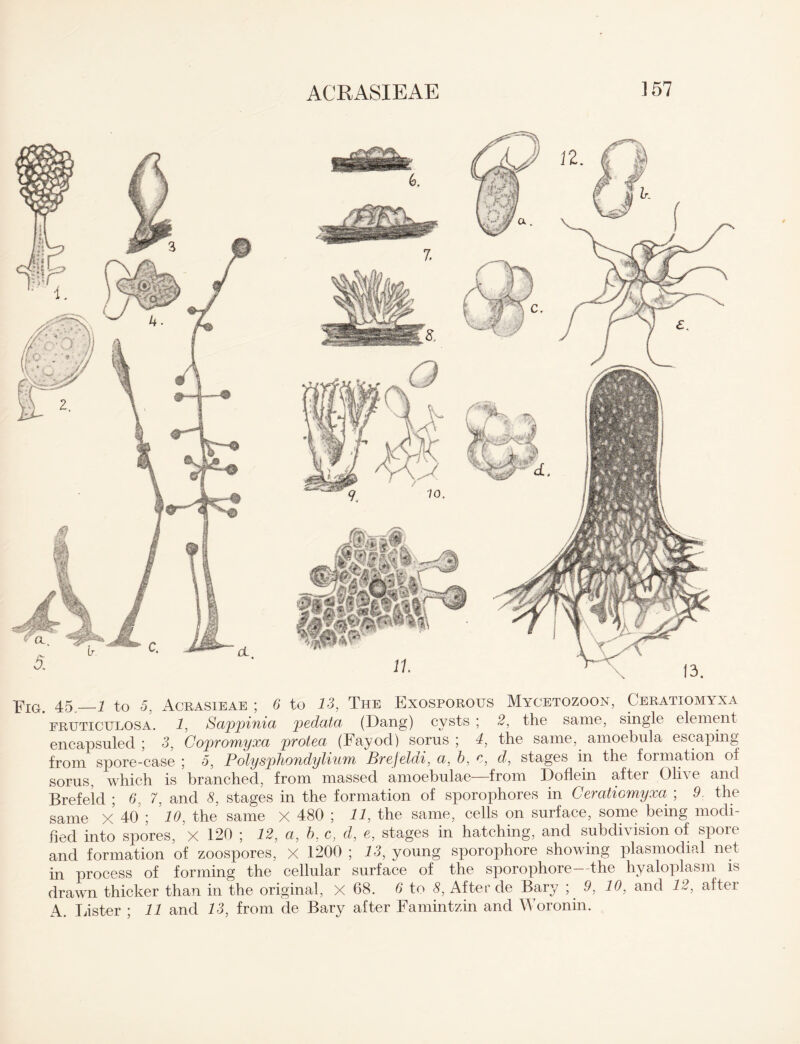 Fig. 45._1 to 5, Acrasieae ; 6 to 13, The Exosporous Mycetozoon, Ceratxomyxa fruticulosa. 1, Sappinia pedata (Dang) cysts ; 2, the same, single element encapsuled ; 3, Copromyxa protea (Fayod) sorus ; 4, the same, amoebula escaping from spore-case ; 5, Polysphondylium Brejeldi, a, b, c, d, stages in the formation of sorus, which is branched, from massed amoebulae—from Doflein after Ohv e and Brefeld ; 6, 7, and 5, stages in the formation of sporophores in Ceratiomyxa^ ; 9. the same X 40 ; 10, the same X 480 ; 11, the same, cells on surface, some being modi¬ fied into spores, X 120 ; 12, a, b. c, d, e, stages in hatching, and subdivision of spore and formation of zoospores, X 1200 ; 13, young sporophore showing plasmodial net in process of forming the cellular surface of the sporophore the hyaloplasm is drawn thicker than in the original, X 68. 6 to 8, After de Bary ; 9, 10, and 12, after