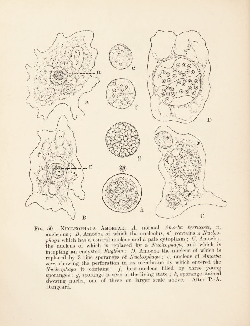Fig. 50.—Nucleophaga Amoebae. A, normal Amoeba verrucosa, n, nucleolus ; B, Amoeba of which the nucleolus, n', contains a Nucleo¬ phaga which has a central nucleus and a pale cytoplasm ; C, Amoebar the nucleus of which is replaced by a Nucleophaga, and which is incepting an encysted Euglena ; D, Amoeba the nucleus of which is replaced by 3 ripe sporanges of Nucleophaga ; e, nucleus of Amoeba verr. showing the perforation in its membrane by which entered the Nucleophaga it contains ; /, host-nucleus filled by three young sporanges ; g, sporange as seen in the living state ; h, sporange stained showing nuclei, one of these on larger scale above. After P.-A. Dangeard.