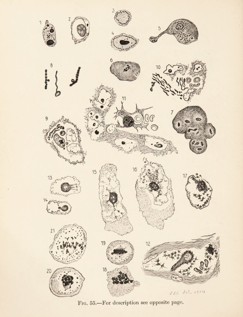 Fig. 55.—For description see opposite page.