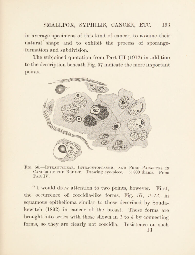 in average specimens of this kind of cancer, to assume their natural shape and to exhibit the process of sporange- formation and subdivision. The subjoined quotation from Part III (1912) in addition to the description beneath Fig. 57 indicate the more important points. Fig. 56.—Intranuclear, Intracytoplasmic, and Free Parasites in Cancer of the Breast. Drawing eye-piece, x 800 cliams. From Part IV. c‘ I would draw attention to two points, however. First, the occurrence of coccidia-like forms, Fig. 57, 9-12, in squamous epithelioma similar to those described by Souda- kewitch (1892) in cancer of the breast. These forms are brought into series with those shown in 1 to 8 by connecting forms, so they are clearly not coccidia. Insistence on such 13