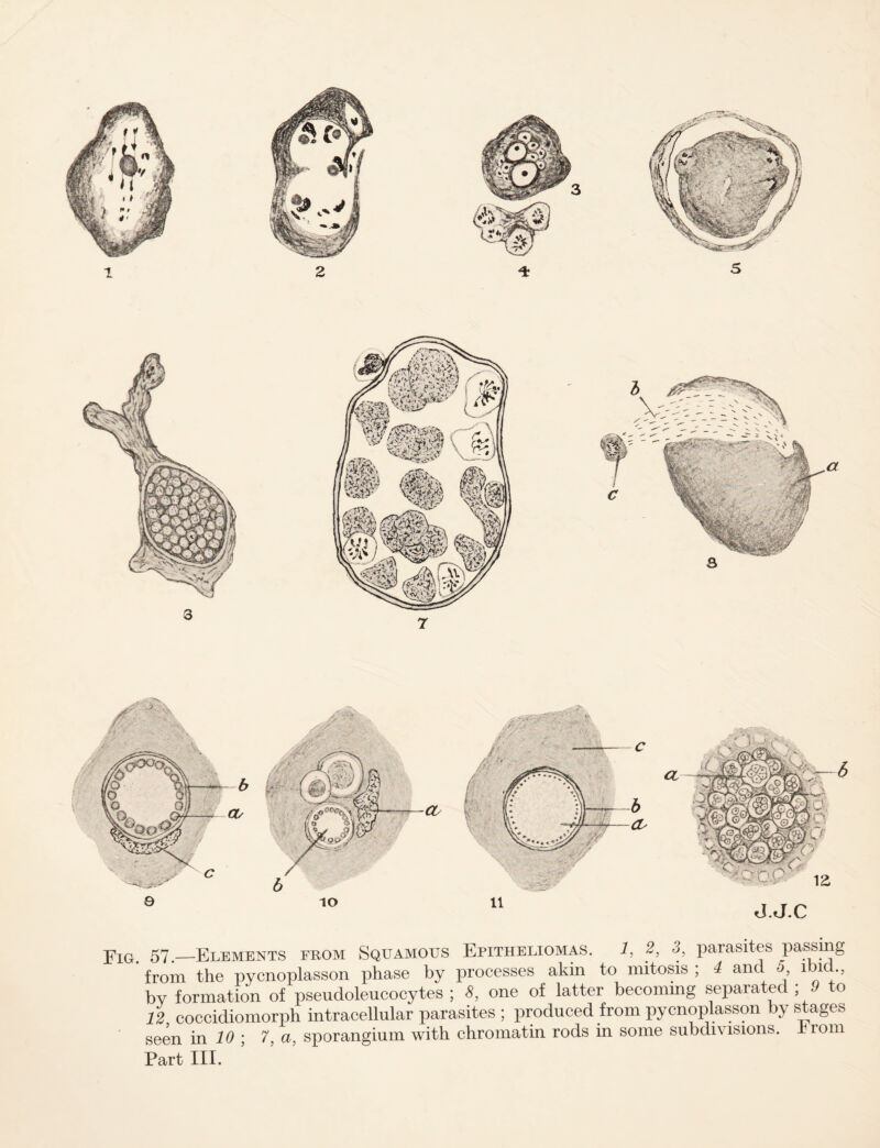 from the pycnoplasson phase by processes akin to mitosis ; 4 and , i i by formation of pseudoleucocytes ; 8, one of latter becoming separated ; 9 to 12 coccidiomorph intracellular parasites ; produced from pycnoplasson by stages seen in 10 ; 7, a, sporangium with chromatin rods in some subdivisions, hiom Part III.