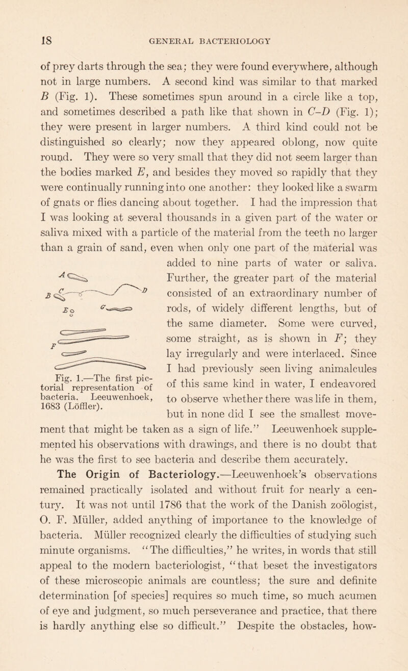 of prey darts through the sea; they were found everywhere, although not in large numbers. A second kind was similar to that marked B (Fig. 1). These sometimes spun around in a circle like a top, and sometimes described a path like that shown in C-D (Fig. 1); they were present in larger numbers. A third kind could not be distinguished so clearly; now they appeared oblong, now quite round. They were so very small that they did not seem larger than the bodies marked E, and besides they moved so rapidly that they were continually running into one another: they looked like a swarm of gnats or flies dancing about together. I had the impression that I was looking at several thousands in a given part of the water or saliva mixed with a particle of the material from the teeth no larger than a grain of sand, even when only one part of the material was added to nine parts of water or saliva. Further, the greater part of the material consisted of an extraordinary number of rods, of widely different lengths, but of the same diameter. Some were curved, some straight, as is shown in F; they lay irregularly and were interlaced. Since I had previously seen living animalcules of this same kind in water, I endeavored to observe whether there was life in them, but in none did I see the smallest move¬ ment that might be taken as a sign of life.” Leeuwenhoek supple¬ mented his observations with drawings, and there is no doubt that he was the first to see bacteria and describe them accurately. The Origin of Bacteriology.—Leeuwenhoek’s observations remained practically isolated and without fruit for nearly a cen¬ tury. It was not until 1786 that the work of the Danish zoologist, O. F. Muller, added anything of importance to the knowledge of bacteria. Muller recognized clearly the difficulties of studying such minute organisms. “The difficulties,” he writes, in words that still appeal to the modern bacteriologist, “that beset the investigators of these microscopic animals are countless; the sure and definite determination [of species] requires so much time, so much acumen of eye and judgment, so much perseverance and practice, that there is hardly anything else so difficult.” Despite the obstacles, how- Fig. 1.—The first pic¬ torial representation of bacteria. Leeuwenhoek, 1683 (Loffler).