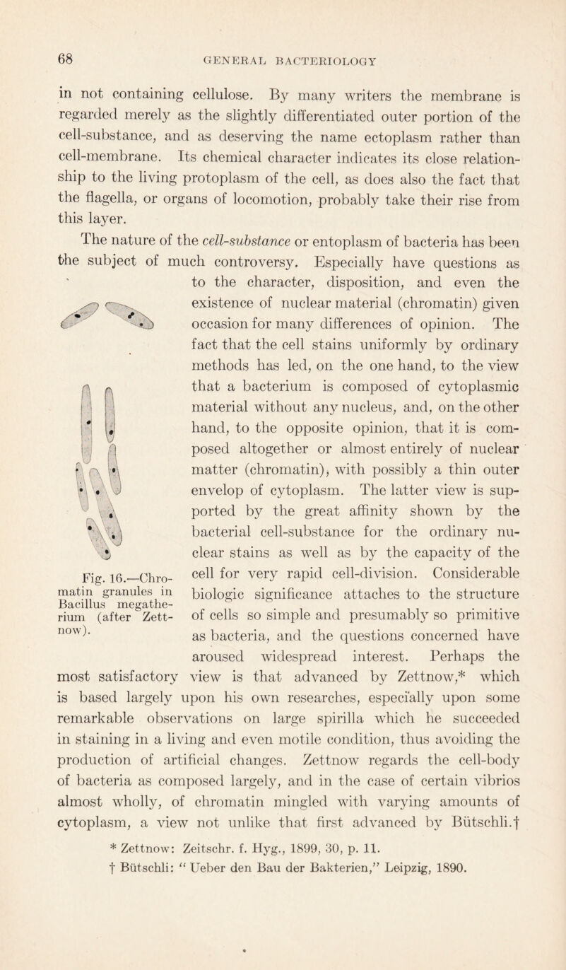 in not containing cellulose. By many writers the membrane is regarded merely as the slightly differentiated outer portion of the cell-substance, and as deserving the name ectoplasm rather than cell-membrane. Its chemical character indicates its close relation¬ ship to the living protoplasm of the cell, as does also the fact that the flagella, or organs of locomotion, probably take their rise from this layer. The nature of the cell-substance or entoplasm of bacteria has been the subject of much controversy. Especially have questions as to the character, disposition, and even the existence of nuclear material (chromatin) given occasion for many differences of opinion. The fact that the cell stains uniformly by ordinary methods has led, on the one hand, to the view that a bacterium is composed of cytoplasmic material without any nucleus, and, on the other hand, to the opposite opinion, that it is com¬ posed altogether or almost entirely of nuclear matter (chromatin), with possibly a thin outer envelop of cytoplasm. The latter view is sup¬ ported by the great affinity shown by the bacterial cell-substance for the ordinary nu¬ clear stains as well as by the capacity of the cell for very rapid cell-division. Considerable biologic significance attaches to the structure of cells so simple and presumably so primitive as bacteria, and the questions concerned have aroused widespread interest. Perhaps the most satisfactory view is that advanced by Zettnow,* which is based largely upon his own researches, especially upon some remarkable observations on large spirilla which he succeeded in staining in a living and even motile condition, thus avoiding the production of artificial changes. Zettnow regards the cell-body of bacteria as composed largely, and in the case of certain vibrios almost wholly, of chromatin mingled with varying amounts of cytoplasm, a view not unlike that first advanced by Butschli.'f * Zettnow: Zeitschr. f. Hyg., 1899, 30, p. 11. f Btitschli: “ Ueber den Bau der Bakterien,” Leipzig, 1890. Fig. 16.—Chro¬ matin granules in Bacillus megathe¬ rium (after Zett¬ now).