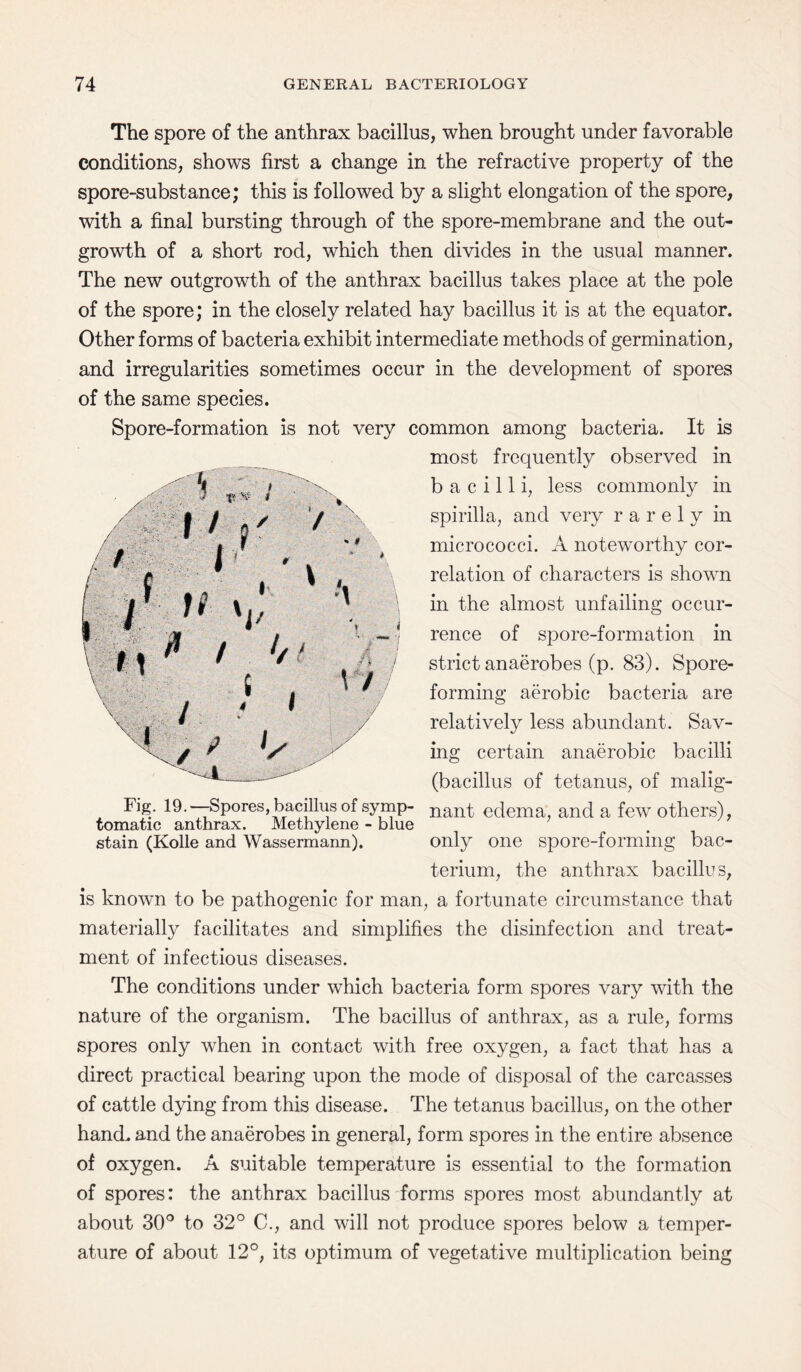 The spore of the anthrax bacillus, when brought under favorable conditions, shows first a change in the refractive property of the spore-substance; this is followed by a slight elongation of the spore, with a final bursting through of the spore-membrane and the out¬ growth of a short rod, which then divides in the usual manner. The new outgrowth of the anthrax bacillus takes place at the pole of the spore; in the closely related hay bacillus it is at the equator. Other forms of bacteria exhibit intermediate methods of germination, and irregularities sometimes occur in the development of spores of the same species. Spore-formation is not very common among bacteria. It is most frequently observed in bacilli, less commonly in spirilla, and very rarely in micrococci. A noteworthy cor¬ relation of characters is shown in the almost unfailing occur- ,) rence of spore-formation in 1 strict anaerobes (p. 83). Spore¬ forming aerobic bacteria are relatively less abundant. Sav¬ ing certain anaerobic bacilli (bacillus of tetanus, of malig¬ ns- 19.—Spores bacillus of symp- nant edema, and a few others), tomatic anthrax. Methylene - blue stain (Kolle and Wassermann). only one spore-forming bac¬ terium, the anthrax bacillus, is known to be pathogenic for man, a fortunate circumstance that materially facilitates and simplifies the disinfection and treat¬ ment of infectious diseases. The conditions under which bacteria form spores vary with the nature of the organism. The bacillus of anthrax, as a rule, forms spores only when in contact with free oxygen, a fact that has a direct practical bearing upon the mode of disposal of the carcasses of cattle dying from this disease. The tetanus bacillus, on the other hand, and the anaerobes in general, form spores in the entire absence of oxygen. A suitable temperature is essential to the formation of spores: the anthrax bacillus forms spores most abundantly at about 30° to 32° C., and will not produce spores below a temper¬ ature of about 12°, its optimum of vegetative multiplication being