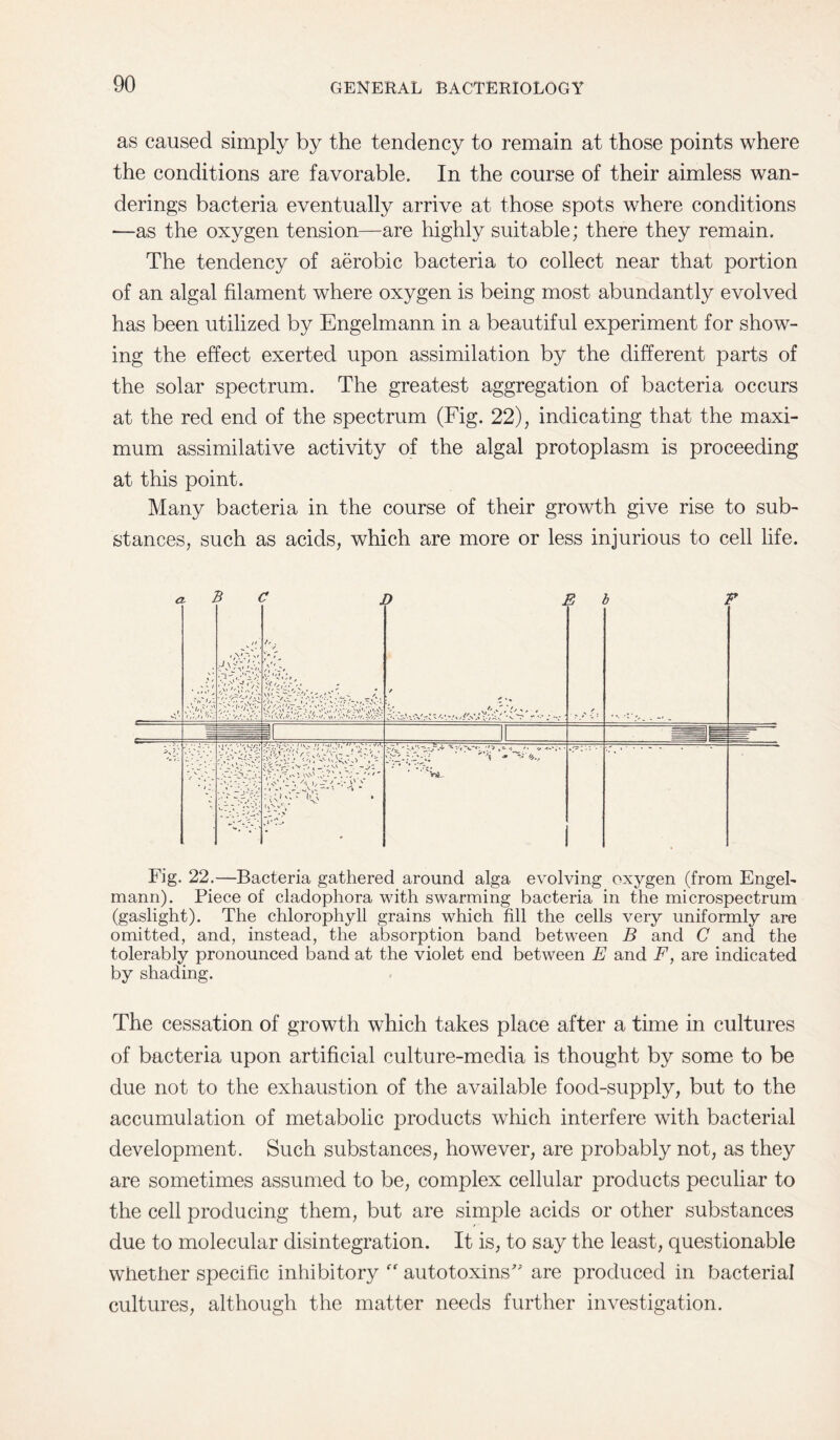 as caused simply by the tendency to remain at those points where the conditions are favorable. In the course of their aimless wan¬ derings bacteria eventually arrive at those spots where conditions —as the oxygen tension—are highly suitable; there they remain. The tendency of aerobic bacteria to collect near that portion of an algal filament where oxygen is being most abundantly evolved has been utilized by Engelmann in a beautiful experiment for show¬ ing the effect exerted upon assimilation by the different parts of the solar spectrum. The greatest aggregation of bacteria occurs at the red end of the spectrum (Fig. 22), indicating that the maxi¬ mum assimilative activity of the algal protoplasm is proceeding at this point. Many bacteria in the course of their growth give rise to sub¬ stances, such as acids, which are more or less injurious to cell life. Fig. 22.—Bacteria gathered around alga evolving oxygen (from Engel¬ mann). Piece of cladophora with swarming bacteria in the microspectrum (gaslight). The chlorophyll grains which fill the cells very uniformly are omitted, and, instead, the absorption band between B and C and the tolerably pronounced band at the violet end between E and F, are indicated by shading. The cessation of growth which takes place after a time in cultures of bacteria upon artificial culture-media is thought by some to be due not to the exhaustion of the available food-supply, but to the accumulation of metabolic products which interfere with bacterial development. Such substances, however, are probably not, as they are sometimes assumed to be, complex cellular products peculiar to the cell producing them, but are simple acids or other substances due to molecular disintegration. It is, to say the least, questionable whether specific inhibitory ff autotoxins’; are produced in bacterial cultures, although the matter needs further investigation.