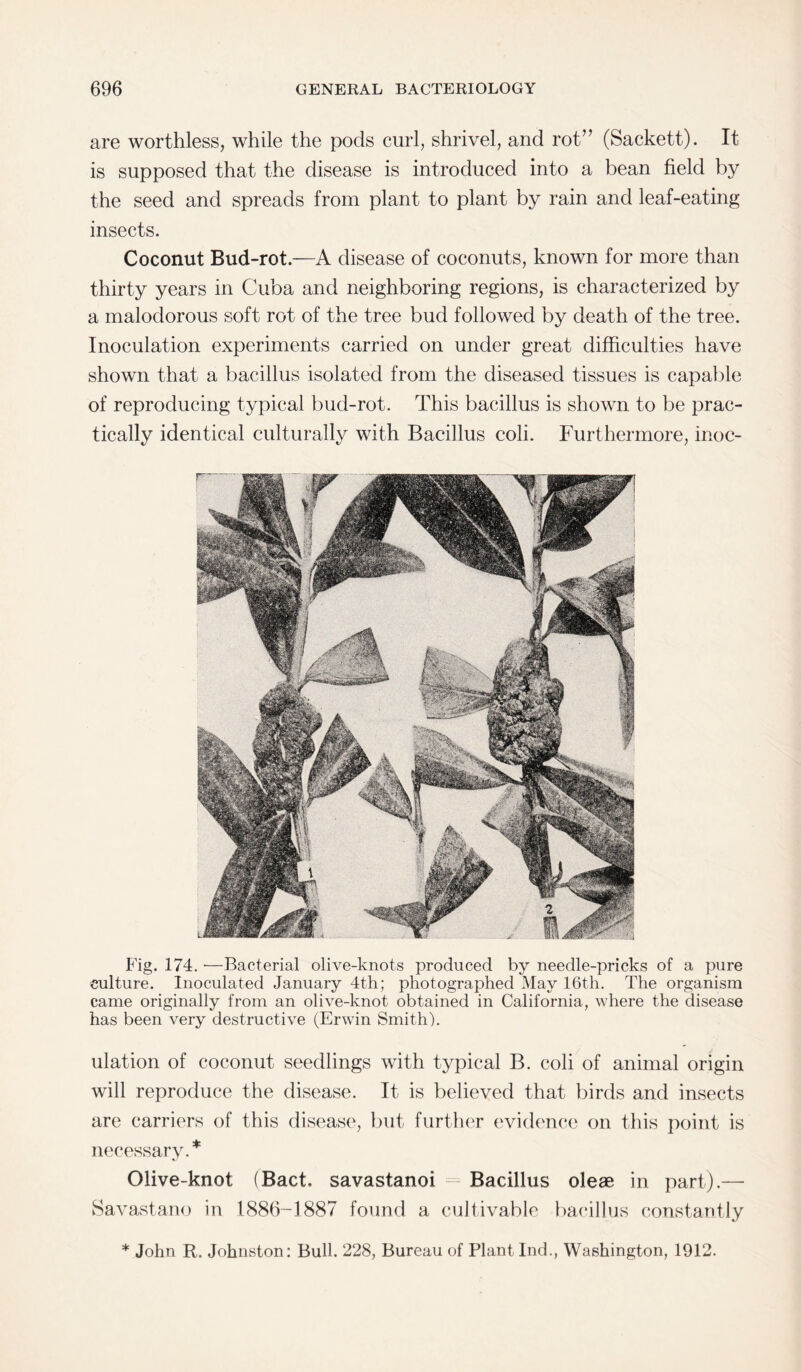 are worthless, while the pods curl, shrivel, and rot” (Sackett). It is supposed that the disease is introduced into a bean field by the seed and spreads from plant to plant by rain and leaf-eating insects. Coconut Bud-rot.—A disease of coconuts, known for more than thirty years in Cuba and neighboring regions, is characterized by a malodorous soft rot of the tree bud followed by death of the tree. Inoculation experiments carried on under great difficulties have shown that a bacillus isolated from the diseased tissues is capable of reproducing typical bud-rot. This bacillus is shown to be prac¬ tically identical culturally with Bacillus coli. Furthermore, inoc- Fig. 174. •—Bacterial olive-knots produced by needle-pricks of a pure culture. Inoculated January 4th; photographed May 16th. The organism came originally from an olive-knot obtained in California, where the disease has been very destructive (Erwin Smith). illation of coconut seedlings with typical B. coli of animal origin will reproduce the disease. It is believed that birds and insects are carriers of this disease, but further evidence on this point is necessary.* Olive-knot (Bact. savastanoi = Bacillus oleae in part).— Savastano in 1886-1887 found a cultivable bacillus constantly * John R. Johnston: Bull. 228, Bureau of Plant Ind., Washington, 1912.