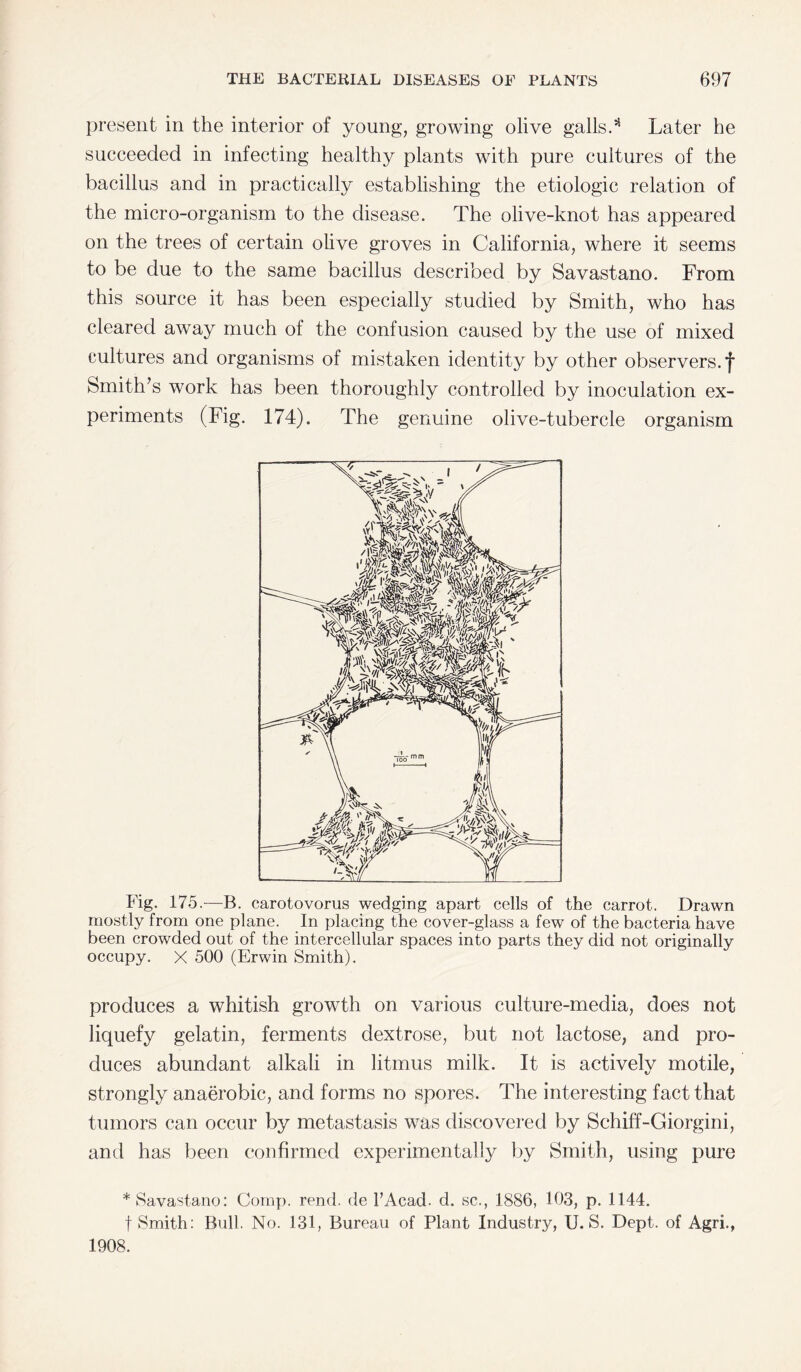 present in the interior of young, growing olive galls.51 Later he succeeded in infecting healthy plants with pure cultures of the bacillus and in practically establishing the etiologic relation of the micro-organism to the disease. The olive-knot has appeared on the trees of certain olive groves in California, where it seems to be due to the same bacillus described by Savastano. From this source it has been especially studied by Smith, who has cleared away much of the confusion caused by the use of mixed cultures and organisms of mistaken identity by other observers, f Smith’s work has been thoroughly controlled by inoculation ex¬ periments (Fig. 174). The genuine olive-tubercle organism Fig. 175.—B. carotovorus wedging apart cells of the carrot. Drawn mostly from one plane. In placing the cover-glass a few of the bacteria have been crowded out of the intercellular spaces into parts they did not originally occupy. X 500 (Erwin Smith). produces a whitish growth on various culture-media, does not liquefy gelatin, ferments dextrose, but not lactose, and pro¬ duces abundant alkali in litmus milk. It is actively motile, strongly anaerobic, and forms no spores. The interesting fact that tumors can occur by metastasis was discovered by Schiff-Giorgini, and has been confirmed experimentally by Smith, using pure * Savastano: Comp. rend, de 1’Acad. d. sc., 1886, 103, p. 1144. f Smith: Bull. No. 131, Bureau of Plant Industry, U. S. Dept, of Agri., 1908.