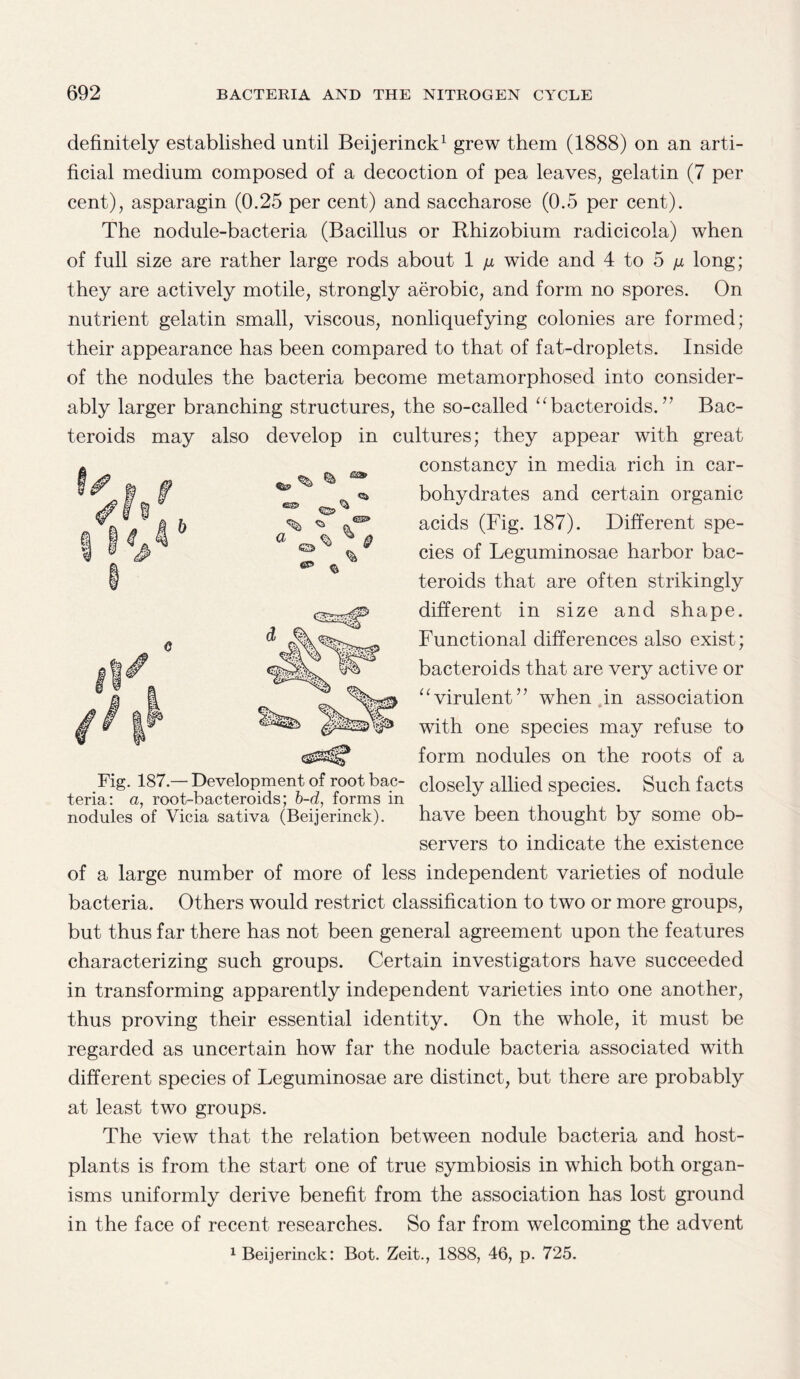 /ft. CS3> % * C9 definitely established until Beijerinck1 grew them (1888) on an arti¬ ficial medium composed of a decoction of pea leaves, gelatin (7 per cent), asparagin (0.25 per cent) and saccharose (0.5 per cent). The nodule-bacteria (Bacillus or Rhizobium radicicola) when of full size are rather large rods about 1 n wide and 4 to 5 ix long; they are actively motile, strongly aerobic, and form no spores. On nutrient gelatin small, viscous, nonliquefying colonies are formed; their appearance has been compared to that of fat-droplets. Inside of the nodules the bacteria become metamorphosed into consider¬ ably larger branching structures, the so-called “bacteroids. ” Bac- teroids may also develop in cultures; they appear with great constancy in media rich in car¬ bohydrates and certain organic acids (Fig. 187). Different spe¬ cies of Leguminosae harbor bac- teroids that are often strikingly different in size and shape. Functional differences also exist; bacteroids that are very active or “virulent” when in association with one species may refuse to form nodules on the roots of a Fig. 187.— Development of root bac- closely allied species. Such facts tena: a, root-bacteroids; b-d, forms m nodules of Vicia sativa (Beijerinck). have been thought by some ob¬ servers to indicate the existence of a large number of more of less independent varieties of nodule bacteria. Others would restrict classification to two or more groups, but thus far there has not been general agreement upon the features characterizing such groups. Certain investigators have succeeded in transforming apparently independent varieties into one another, thus proving their essential identity. On the whole, it must be regarded as uncertain how far the nodule bacteria associated with different species of Leguminosae are distinct, but there are probably at least two groups. The view that the relation between nodule bacteria and host- plants is from the start one of true symbiosis in which both organ¬ isms uniformly derive benefit from the association has lost ground in the face of recent researches. So far from welcoming the advent 1 Beijerinck: Bot. Zeit., 1888, 46, p. 725.