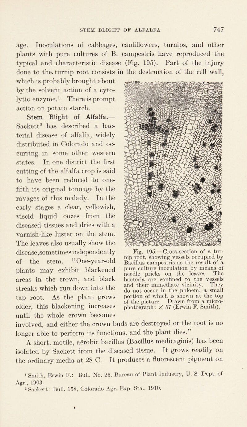 age. Inoculations of cabbages, cauliflowers, turnips, and other plants with pure cultures of B. campestris have reproduced the typical and characteristic disease (Fig. 195). Part of the injury done to the. turnip root consists in the destruction of the cell wall, which is probably brought about by the solvent action of a cyto¬ lytic enzyme.1 There is prompt action on potato starch. Stem Blight of Alfalfa.— Sackett2 has described a bac¬ terial disease of alfalfa, widely distributed in Colorado and oc¬ curring in some other western states. In one district the first cutting of the alfalfa crop is said to have been reduced to one- fifth its original tonnage by the ravages of this malady. In the early stages a clear, yellowish, viscid liquid oozes from the diseased tissues and dries with a varnish-like luster on the stem. The leaves also usually show the disease, sometimes independently of the stem. “ One-year-old plants may exhibit blackened areas in the crown, and black streaks which run down into the tap root. As the plant grows older, this blackening increases until the whole crown becomes involved, and either the crown buds are destroyed or the root is no longer able to perform its functions, and the plant dies.” A short, motile, aerobic bacillus (Bacillus medicaginis) has been isolated by Sackett from the diseased tissue. It grows readily on the ordinary media at 28 C. It produces a fluorescent pigment on 1 Smith, Erwin F.: Bull. No. 25, Bureau of Plant Industry, U.'S. Dept, of Agr., 1903. 2 Sackett: Bull. 158, Colorado Agr. Exp. Sta., 1910. Fig. 195.—Cross-section of a tur¬ nip root, showing vessels occupied by Bacillus campestris as the result of a pure culture inoculation by means of needle pricks on the leaves. The bacteria are confined to the vessels and their immediate vicinity. They do not occur in the phloem, a small portion of which is shown at the top of the picture. Drawn from a micro¬ photograph; X 57 (Erwin F. Smith).