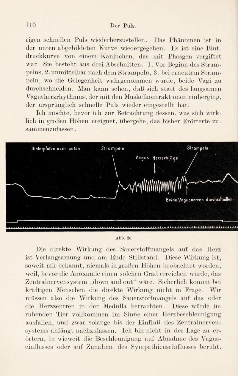 rigen schnellen Puls wiederherzustellen. Das Phänomen ist in der unten abgebildeten Kurve wiedergegeben. Es ist eine Blut¬ druckkurve von einem Kaninchen, das mit Phosgen vergiftet war. Sie besteht aus drei Abschnitten. 1. Vor Beginn des Strain - pelns, 2.unmittelbar nach dem Strampeln, 3. bei erneutem Stram¬ peln, wo die Gelegenheit wahrgenommen wurde, beide Vagi zu durchschneiden. Man kann sehen, daß sich statt des langsamen Vagusherzrhythmus, der mit den Muskelkontraktionen einherging, der ursprünglich schnelle Puls wieder eingestellt hat. Ich möchte, bevor ich zur Betrachtung dessen, was sich wirk¬ lich in großen Höhen ereignet, übergehe, das bisher Erörterte zu¬ sammenzufassen . Hinterpfoten nach unten Strampeln Strampeln Abb. 30. Die direkte Wirkung des Sauerstoffmangels auf das Herz ist Verlangsamung und am Ende Stillstand. Diese Wirkung ist, soweit mir bekannt, niemals in großen Höhen beobachtet worden, weil, bevor die Anoxämie einen solchen Grad erreichen würde, das Zentralnervensystem ,,down and out“ wäre. Sicherlich kommt bei kräftigen Menschen die direkte Wirkung nicht in Frage. Wir müssen also die Wirkung des Sauerstoffmangels auf das oder die Herzzentren in der Medulla betrachten. Diese würde im ruhenden Tier vollkommen im Sinne einer Herzbeschleunigung ausfallen, und zwar solange bis der Einfluß des Zentralnerven¬ systems anfängt nachzulassen. Ich bin nicht in der Lage zu er¬ örtern, in wieweit die Beschleunigung auf Abnahme des Vagus¬ einflusses oder auf Zunahme des Sympathicuseinfhisses beruht.