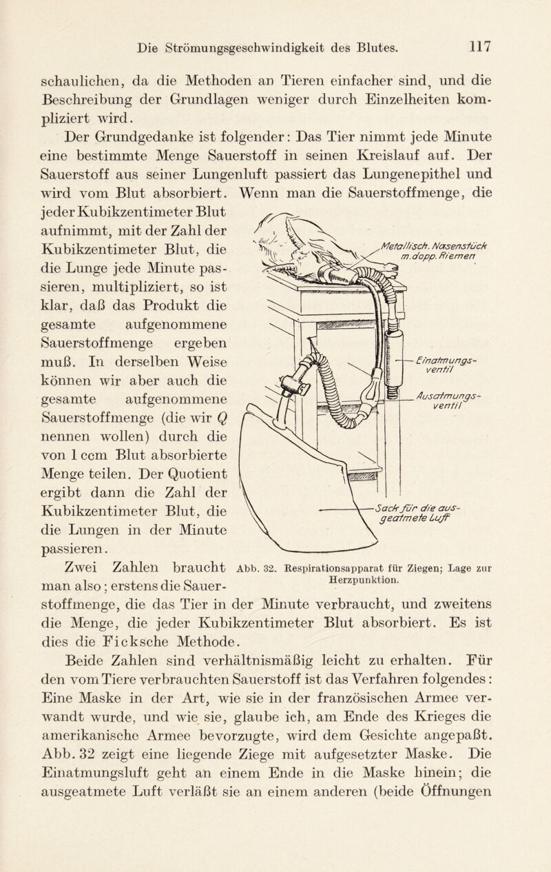 schau liehen, da die Methoden an Tieren einfacher sind, und die Beschreibung der Grundlagen weniger durch Einzelheiten kom¬ pliziert wird. Der Grundgedanke ist folgender: Das Tier nimmt jede Minute eine bestimmte Menge Sauerstoff in seinen Kreislauf auf. Der Sauerstoff aus seiner Lungenluft passiert das Lungenepithel und wird vom Blut absorbiert, jeder Kubikzentimeter Blut aufnimmt, mit der Zahl der Kubikzentimeter Blut, die die Lunge jede Minute pas¬ sieren, multipliziert, so ist klar, daß das Produkt die gesamte aufgenommene Sauerstoffmenge ergeben muß. In derselben Weise können wir aber auch die gesamte aufgenommene Sauerstoffmenge (die wir Q nennen wollen) durch die von 1 ccm Blut absorbierte Menge teilen. Der Quotient ergibt dann die Zahl der Kubikzentimeter Blut, die die Lungen in der Minute passieren. Zwei Zahlen braucht man also; erstens die Sauer¬ stoff men ge, die das Tier in der Minute verbraucht, und zweitens die Menge, die jeder Kubikzentimeter Blut absorbiert. Es ist dies die Ficksche Methode. Beide Zahlen sind verhältnismäßig leicht zu erhalten. Für den vom Tiere verbrauchten Sauerstoff ist das Verfahren folgendes: Eine Maske in der Art, wie sie in der französischen Armee ver¬ wandt wurde, und wie sie, glaube ich, am Ende des Krieges die amerikanische Armee bevorzugte, wird dem Gesichte angepaßt. Abb. 32 zeigt eine liegende Ziege mit aufgesetzter Maske. Die Einatmungsluft geht an einem Ende in die Maske hinein; die ausgeatmete Luft verläßt sie an einem anderen (beide Öffnungen Wenn man die Sauerstoff menge, die Abb. 32. Respirationsapparat für Ziegen; Lage zur Herzpunktion.