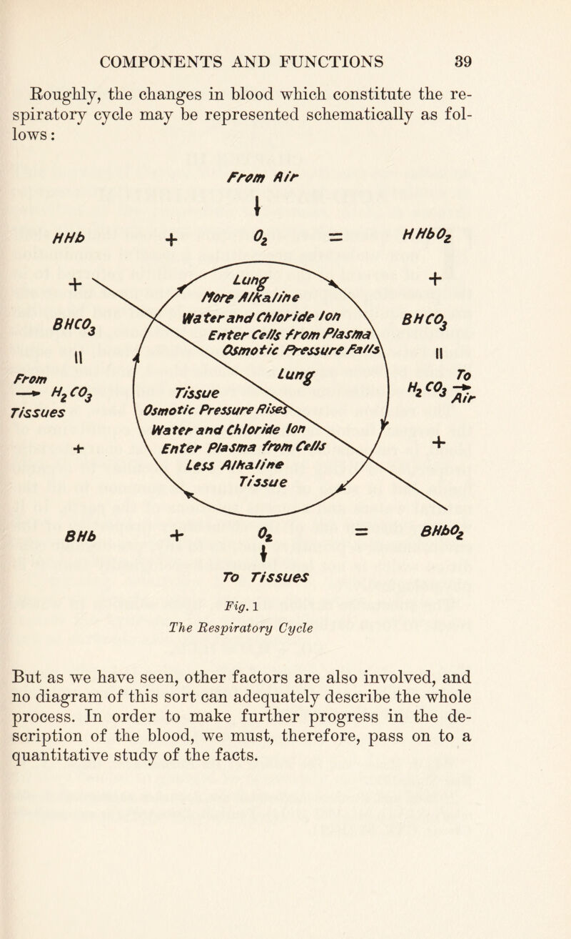 Roughly, the changes in blood which constitute the re¬ spiratory cycle may be represented schematically as fol¬ lows : HHb From Air \ HHbO, + BHCO, From Tissues h2co3 Lung /fore Alkaline Wa ter and Chloride ion Enter Ce//$ From Plasma' Osmotic Pressure Fails\ Lung Tissue Osmotic Pressure Pis Water and Chloride Ion Enter Plasma from Cells Less A iHa line Tissue bhco3 II BHb BHJhOj, Fig. 1 The Respiratory Cycle But as we have seen, other factors are also involved, and no diagram of this sort can adequately describe the whole process. In order to make further progress in the de¬ scription of the blood, we must, therefore, pass on to a quantitative study of the facts.