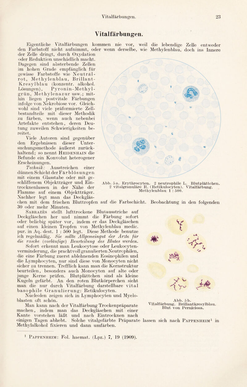 Vitalfärbunffen. % $ Eigentliche Vitalfärbungen kommen nie vor, weil die lebendige Zelle entweder den Farbstoff nicht auf nimmt, oder wenn derselbe, wie Methylenblau, doch ins Innere der Zelle dringt, durch Oxydation oder Reduktion unschädlich macht. Dagegen sind absterbende Zellen im hohen Grade empfänglich für gewisse Farbstoffe wie Neutral - rot, Methylenblau, Brillant - Kresylblau (konzentr. alkohol. Lösungen), Pyronin-Methyl - grün, Methylenazur usw.; mit¬ hin hegen postvitale Färbungen infolge von Nekrobiose vor. Gleich¬ wohl sind viele präformierte Zell¬ bestandteile mit dieser Methodik zu färben, wenn auch nebenbei Artefakte entstehen, deren Deu¬ tung zuweilen Schwierigkeiten be¬ reitet. Viele Autoren sind gegenüber den Ergebnissen dieser Unter¬ suchungsmethode äußerst zurück¬ haltend; so nennt Heidenhain die Befunde ein Konvolut heterogener Erscheinungen. Technik: Ausstreichen einer dünnen Schicht der Farblösungen mit einem Glasstabe oder mit ge¬ schliffenem Objektträger und Ein¬ trocknenlassen in der Nähe der Flamme auf einem Objektträger. Nachher legt man das Deckgläs¬ chen mit dem frischen Bluttropfen auf che Farbschicht. Beobachtung in den folgenden 30 oder mehr Minuten. Sabrazes stellt lufttrockene Blutausstriche auf Deckgläschen her und nimmt die Färbung sofort oder beliebig später vor, indem er das Deckgläschen auf einen kleinen Tropfen von Methylenblau medic. pur. in Aq. dest. 1 : 500 legt. Diese Methode benutze ich regelmäßig. Sie sollte Allgemeingut der Ärzte für die rasche (vorläufige) Beurteilung des Blutes werden. Sofort erkennt man Leukocytose oder Leukocyten- verminderung, die prachtvoll granulierten Neutrophilen, die eine Färbung zuerst ablehnenden Eosinophilen und die Lymphocvten, nur sind diese von Monocyten nicht sicher zu trennen. Trefflich kann man die Kernstruktur beurteilen, besonders auch Monocyten auf alte oder junge Kerne prüfen. Blutplättchen sind als kleine Kugeln gefärbt. An den roten Blutkörperchen sieht man die nur durch Vitalfärbung darstellbare vital basophile Granulierung: Retikulocyten. Nucleolen zeigen sich in Lymphocyten und Myelo¬ blasten oft schön. Man kann nach der Vitalfärbung Trockenpräparate machen, indem man das Deckgläsehen mit einer Kante vorstehen läßt und nach Eintrocknen nach einigen Tagen abhebt. Solche vitalgefärbte Präparate lassen sich nach Pappenheim1 in Methylalkohol fixieren und dann umfärben. Abb. 5 a. Erythrocyten. 2 neutrophile L. Blutplättchen. 2 vitalgranuläre R. (Retikulocyten). Vitalfärbung-. Methylenblau 1 : 500. Y 0 * v w A v- Abb. 5 b. Vitalfärbung-. Brillantkresylblau. Blut von Perniciosa.
