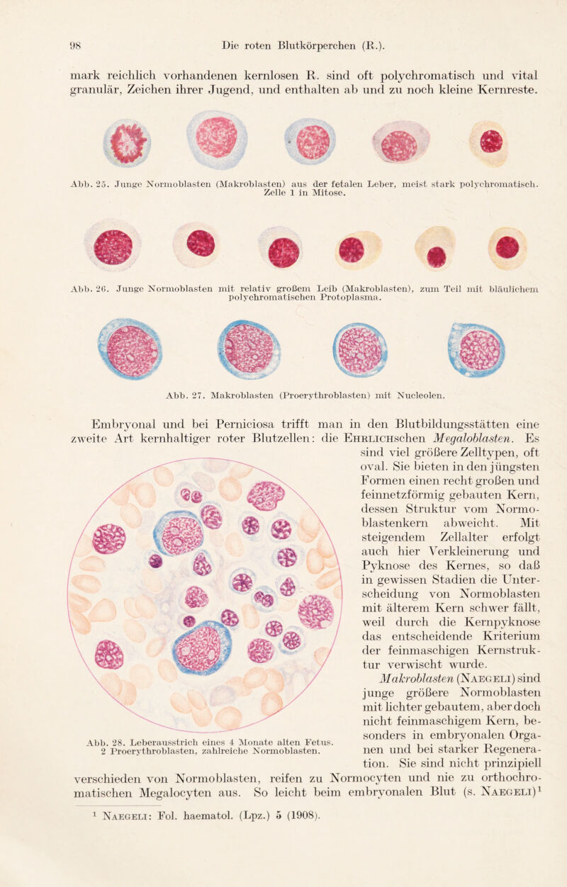 mark reichlich vorhandenen kernlosen R. sind oft polychromatisch und vital granulär, Zeichen ihrer Jugend, und enthalten ab und zu noch kleine Kernreste. II Abb. 25. Junge Normoblasten (Makroblasten) aus der fetalen Leber, meist stark poly ehr omatisch. Zelle 1 in Mitose. Abb. 27. Makroblasten (Proerythroblasten) mit Nucleolen. Embryonal und bei Perniciosa trifft man in den Blutbildungsstätten eine zweite Art kernhaltiger roter Blutzellen: die EHRLiCHschen Megaloblasten. Es sind viel größere Zelltypen, oft oval. Sie bieten in den jüngsten Formen einen recht großen und feinnetzförmig gebauten Kern, dessen Struktur vom Normo - blastenkern ab weicht. Mit steigendem Zellalter erfolgt auch hier Verkleinerung und Pyknose des Kernes, so daß in gewissen Stadien die Unter¬ scheidung von Normoblasten mit älterem Kern schwer fällt, weil durch die Kernpyknose das entscheidende Kriterium der feinmaschigen Kernstruk¬ tur verwischt wurde. Makroblasten (Naegeli) sind junge größere Normoblasten mit lichter gebautem, aber doch nicht feinmaschigem Kern, be¬ sonders in embryonalen Orga¬ nen und bei starker Regenera¬ tion. Sie sind nicht prinzipiell verschieden von Normoblasten, reifen zu Normocyten und nie zu orthochro¬ matischen Megalocyten aus. So leicht beim embryonalen Blut (s. Naegeli)1 Abb. 28. Leberausstrich eines 4 Monate alten Fetus. 2 Proerythroblasten, zahlreiche Normoblasten. 1 Naegeli: Pol. haematol. (Lpz.) 5 (1908).