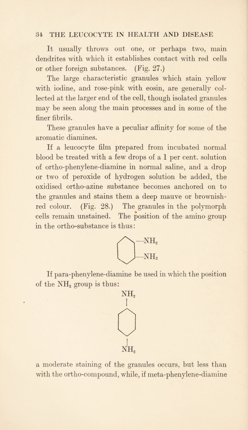 It usually throws out one, or perhaps two, main dendrites with which it establishes contact with red cells or other foreign substances. (Fig. 27.) The large characteristic granules which stain yellow with iodine, and rose-pink with eosin, are generally col¬ lected at the larger end of the cell, though isolated granules may be seen along the main processes and in some of the finer fibrils. These granules have a peculiar affinity for some of the aromatic diamines. If a leucocyte film prepared from incubated normal blood be treated with a few drops of a 1 per cent, solution of ortho-phenylene-diamine in normal saline, and a drop or two of peroxide of hydrogen solution be added, the oxidised ortho-azine substance becomes anchored on to the granules and stains them a deep mauve or brownish- red colour. (Fig. 28.) The granules in the polymorph cells remain unstained. The position of the amino group in the ortho-substance is thus: If para-phenylene-diamine be used in which the position of the NH2 group is thus: NH2 nh2 a moderate staining of the granules occurs, but less than with the ortho-compound, while, if meta-phenylene-diamine