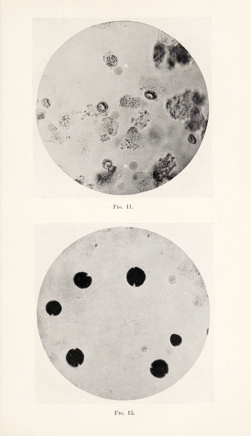 Fig, 12