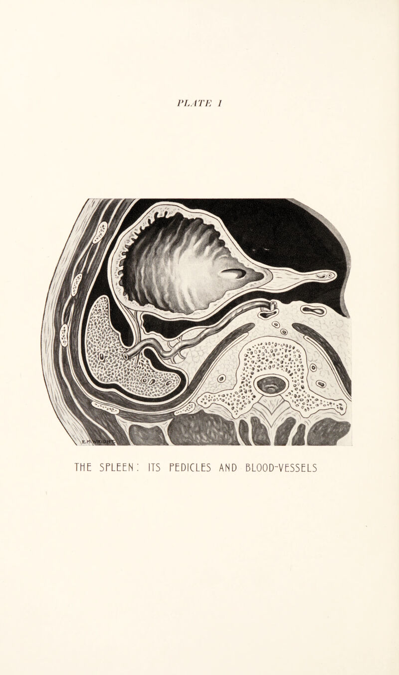 Wf- fnsZti THE seleeh: its pedicles and blood-vessels