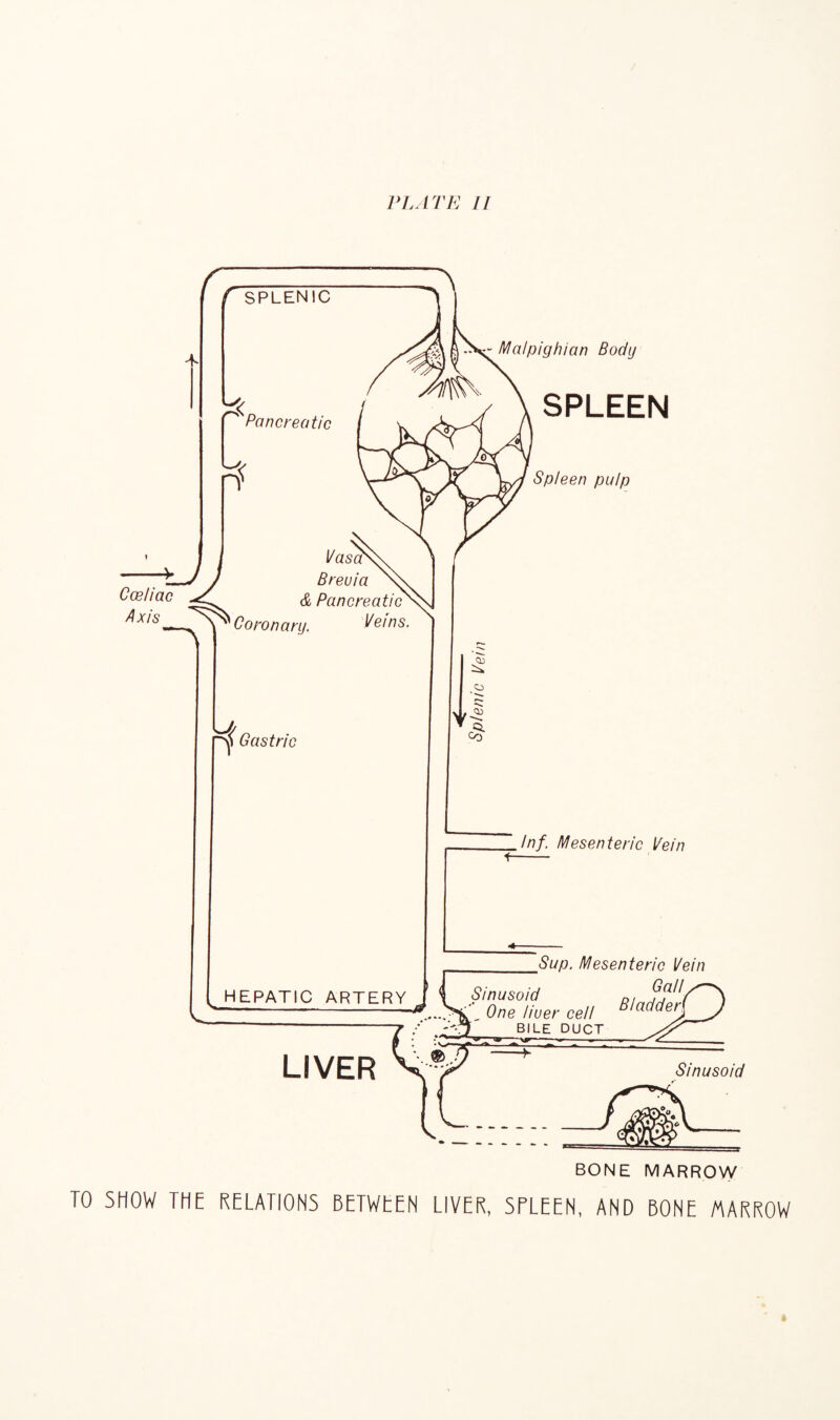 PLATE II TO SHOW THE RELATIONS BETWEEN LIVER, SPLEEN, AND BONE MARROW