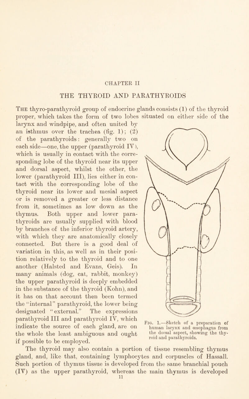 THE THYROID AND PARATHYROIDS The thyro-parathyroid group of endocrine glands consists (1) of the thyroid proper, which takes the form of two lobes situated on either side of the larynx and windpipe, and often united by an isthmus over the trachea (fig. 1); (2) of the parathyroids: generally two on each side—one, the upper (parathyroid IY), which is usually in contact with the corre¬ sponding lobe of the thyroid near its upper and dorsal aspect, whilst the other, the lower (parathyroid III), lies either in con¬ tact with the corresponding lobe of the thyroid near its lower and mesial aspect or is removed a greater or less distance from it, sometimes as low down as the thymus. Both upper and lower para¬ thyroids are usually supplied with blood by branches of the inferior thyroid artery, with which they are anatomically closely connected. But there is a good deal of variation in this, as well as in their posi¬ tion relatively to the thyroid and to one another (Halsted and Evans, Geis). In many animals (dog, cat, rabbit, monkey) the upper parathyroid is deeply embedded in the substance of the thyroid (Kohn), and it has on that account then been termed the “internal” parathyroid, the lower being designated “ external.” The expressions parathyroid III and parathyroid IY, which indicate the source of each gland, are on the whole the least ambiguous and ought if possible to be employed. Fig 1.—Sketch of a preparation of human larynx and oesophagus from the dorsal aspect, showing the thy¬ roid and parathyroids. The thyroid may also contain a portion of tissue resembling thymus gland, and, like that, containing lymphocjTes and corpuscles of Hassall. Such portion of thymus tissue is developed from the same branchial pouch (IY) as the upper parathyroid, whereas the main thymus is developed ll