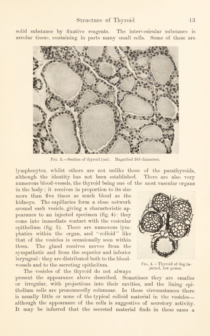 solid substance by hxative reagents. The intervesicular substance is areolar tissue, containing in parts many small cells. Some of these are Fig. 3.—Section of thyroid (cat). Magnified 300 diameters. lymphocytes, whilst others are not unlike those of the parathyroids, although the identity has not been established. There are also very numerous blood-vessels, the thyroid being one of the most vascular organs in the body; it receives in proportion to its size more than five times as much blood as the kidneys. The capillaries form a close network around each vesicle, giving a characteristic ap¬ pearance to an injected specimen (fig. 4): they come into immediate contact with the vesicular epithelium (fig. 5). There are numerous lym¬ phatics within the organ, and “ colloid ” like that of the vesicles is occasionally seen within them. The gland receives nerves from the sympathetic and from the superior and inferior laryngeal: they are distributed both to the blood¬ vessels and to the secreting epithelium. The vesicles of the thyroid do not always present the appearance above described. Sometimes they are smaller or irregular, with projections into their cavities, and the lining epi¬ thelium cells are pronouncedly columnar. In these circumstances there is usually little or none of the typical colloid material in the vesicles— although the appearance of the cells is suggestive of secretory activity. It may be inferred that the secreted material finds in these cases a Fig. 4. —Thyroid of dog in¬ jected, low power.