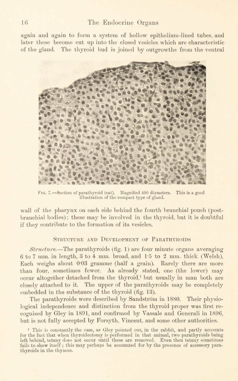 again and again to form a system of hollow epithelium-lined tubes, and later these become cut up into the closed vesicles which are characteristic of the gland. The thyroid bud is joined by outgrowths from the ventral *0, » ' • I jj0 .w ;a.- -*4 m % % 3§V * wall of the pharynx on each side behind the fourth branchial pouch (post- branchial bodies); these may be involved in the thyroid, but it is doubtful if they contribute to the formation of its vesicles. Structure and Development of Parathyroids Structure.—The parathyroids (tig. 1) are four minute organs averaging 6 to 7 mm. in length, 3 to 4 mm. broad, and 1*5 to 2 mm. thick (Welsh). Each weighs about R03 gramme (half a grain). Rarely there are more than four, sometimes fewer. As already stated, one (the lower) may occur altogether detached from the thyroid,1 but usually in man both are closely attached to it. The upper of the parathyroids may be completely embedded in the substance of the thyroid (fig. 13). The parathyroids were described by Sandstrom in 1880. Their physio¬ logical independence and distinction from the thyroid proper was first re¬ cognised by Gley in 1891, and confirmed by Yassale and Generali in 1896, but is not fully accepted by Forsyth, Vincent, and some other authorities. 1 This is constantly the case, as Gley pointed out, in the rabbit, and partly accounts for the fact that when thyroidectomy is performed in that animal, two parathyroids being left behind, tetany does not occur until these are removed. Even then tetany sometimes fails to show itself ; this may perhaps be accounted for by the presence of accessory para¬ thyroids in the thymus.