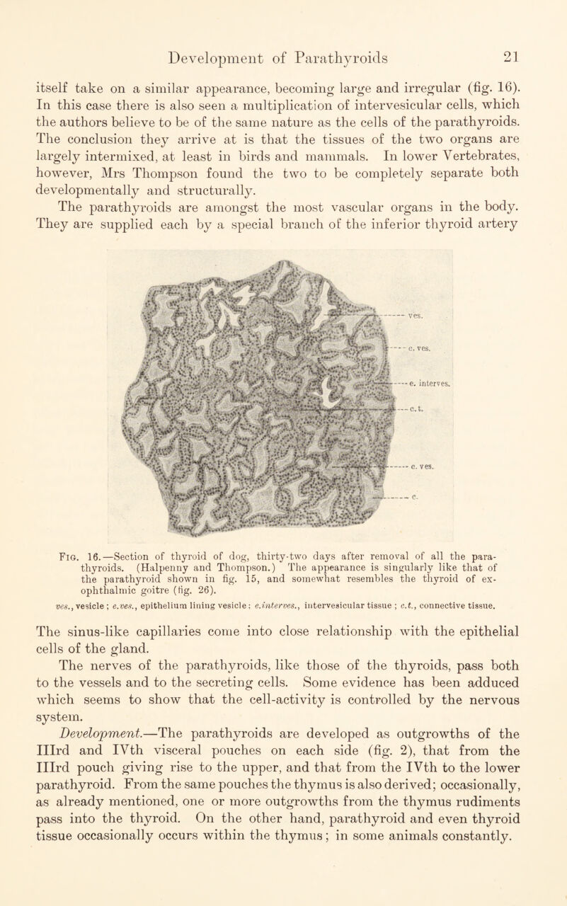 itself take on a similar appearance, becoming large and irregular (fig. 16). In this case there is also seen a multiplication of intervesicular cells, which the authors believe to be of the same nature as the cells of the parathyroids. The conclusion they arrive at is that the tissues of the two organs are largely intermixed, at least in birds and mammals. In lower Vertebrates, however, Mrs Thompson found the two to be completely separate both developmentally and structurally. The parathyroids are amongst the most vascular organs in the body. They are supplied each by a special branch of the inferior thyroid artery Fig. 16.—Section of thyroid of dog, thirty-two days after removal of all the para¬ thyroids. (Halpenny and Thompson.) The appearance is singularly like that of the parathyroid shown in fig. 15, and somewhat resembles the thyroid of ex¬ ophthalmic goitre (tig. 26). ves.y vesicle ; e.ves., epithelium lining vesicle; e.interves., intervesicular tissue ; c.t., connective tissue. The sinus-like capillaries come into close relationship with the epithelial cells of the gland. The nerves of the parathyroids, like those of the thyroids, pass both to the vessels and to the secreting cells. Some evidence has been adduced which seems to show that the cell-activity is controlled by the nervous system. Development.—The parathyroids are developed as outgrowths of the Illrd and IVth visceral pouches on each side (fig. 2), that from the Illrd pouch giving rise to the upper, and that from the IVth to the lower parathyroid. From the same pouches the thymus is also derived; occasionally, as already mentioned, one or more outgrowths from the thymus rudiments pass into the thyroid. On the other hand, parathyroid and even thyroid tissue occasionally occurs within the thymus; in some animals constantly.