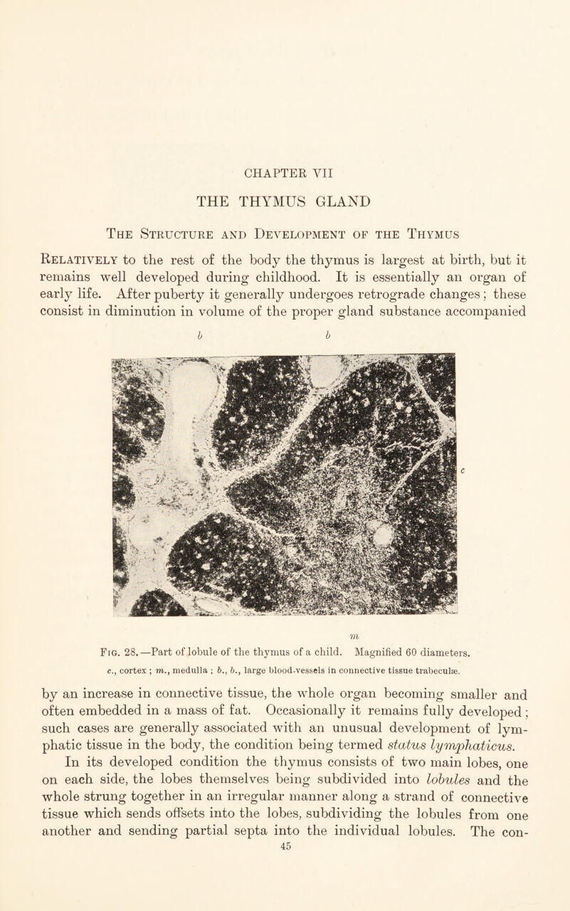 THE THYMUS GLAND The Structure and Development of the Thymus Relatively to the rest of the body the thymus is largest at birth, but it remains well developed during childhood. It is essentially an organ of early life. After puberty it generally undergoes retrograde changes ; these consist in diminution in volume of the proper gland substance accompanied b b m Fig. 28.—Part of lobule of the thymus of a child. Magnified 60 diameters. c., cortex ; m., medulla ; b., b., large blood-vessels in connective tissue trabeculae. by an increase in connective tissue, the whole organ becoming smaller and often embedded in a mass of fat. Occasionally it remains fully developed ; such cases are generally associated with an unusual development of lym¬ phatic tissue in the body, the condition being termed status lymphaticus. In its developed condition the thymus consists of two main lobes, one on each side, the lobes themselves being subdivided into lobules and the whole strung together in an irregular manner along a strand of connective tissue which sends offsets into the lobes, subdividing the lobules from one another and sending partial septa into the individual lobules. The con-