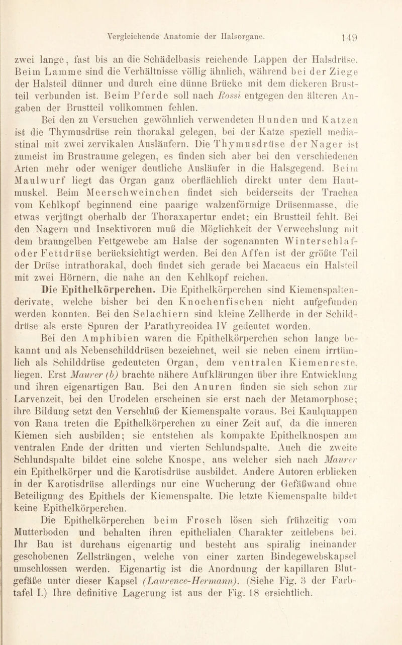 zwei lange, fast bis an die Schädelbasis reichende Lappen der Halsdrüse. Beim Lamme sind die Verhältnisse völlig ähnlich, während bei der Ziege der Halsteil dünner und durch eine dünne Brücke mit dem dickeren Brust¬ teil verbunden ist. Beim Pferde soll nach Bossi entgegen den älteren An¬ gaben der Brustteil vollkommen fehlen. Bei den zu Versuchen gewöhnlich verwendeten Hunden und Katzen ist die Thymusdrüse rein thorakal gelegen, bei der Katze speziell media- stinal mit zwei zervikalen Ausläufern. Die Thymusdrüse der Nager ist zumeist im Brustraume gelegen, es finden sich aber bei den verschiedenen Arten mehr oder weniger deutliche Ausläufer in die Halsgegend. Beim Maulwurf liegt das Organ ganz oberflächlich direkt unter dem Haut¬ muskel. Beim Meerschweinchen findet sich beiderseits der Trachea vom Kehlkopf beginnend eine paarige walzenförmige Drüsenmasse, die etwas verjüngt oberhalb der Thoraxapertur endet; ein Brustteil fehlt. Bei den Nagern und Insektivoren muß die Möglichkeit der Verwechslung mit dem braungelben Fettgewebe am Halse der sogenannten Winterschlaf¬ oder Fettdrüse berücksichtigt werden. Bei den Affen ist der größte Teil der Drüse intrathorakal, doch findet sich gerade bei Macacus ein Halsteil mit zwei Hörnern, die nahe an den Kehlkopf reichen. Die Epithelkörperchen. Die Epithelkörperchen sind Kiemenspalten¬ derivate, welche bisher bei den Knochenfischen nicht aufgefunden werden konnten. Bei den Selachiern sind kleine Zellherde in der Schild¬ drüse als erste Spuren der Parathyreoidea IV gedeutet worden. Bei den Amphibien waren die Epithelkörperchen schon lange be¬ kannt und als Nebenschilddrüsen bezeichnet, weil sie neben einem irrtüm¬ lich als Schilddrüse gedeuteten Organ, dem ventralen Kiemenreste, liegen. Erst Maurer (b) brachte nähere Aufklärungen über ihre Entwicklung und ihren eigenartigen Bau. Bei den Anuren finden sie sich schon zur Larvenzeit, bei den Urodelen erscheinen sie erst nach der Metamorphose; ihre Bildung setzt den Verschluß der Kiemen spalte voraus. Bei Kaulquappen von Rana treten die Epithelkörperchen zu einer Zeit auf, da die inneren Kiemen sich ausbilden; sie entstehen als kompakte Epithelknospen am ventralen Ende der dritten und vierten Schlundspalte. Auch die zweite Schlundspalte bildet eine solche Knospe, ans welcher sich nach Maurer ein Epithelkörper und die Karotisdrüse ausbildet. Andere Autoren erblicken in der Karotisdrüse allerdings nur eine Wucherung der Gefäßwand ohne Beteiligung des Epithels der Kiemenspalte. Die letzte Kiemenspalte bildet keine Epithelkörperchen. Die Epithelkörperchen beim Frosch lösen sich frühzeitig vom Mutterboden und behalten ihren epithelialen Charakter zeitlebens bei. Ihr Bau ist durchaus eigenartig und besteht aus spiralig ineinander geschobenen Zellsträngen, welche von einer zarten Bindegewebskapsel umschlossen werden. Eigenartig ist die Anordnung der kapillaren Blut¬ gefäße unter dieser Kapsel (Laurence-Hermann). (Siehe Fig. 3 der Farb¬ tafel I.) Ihre definitive Lagerung ist aus der Fig, 18 ersichtlich.