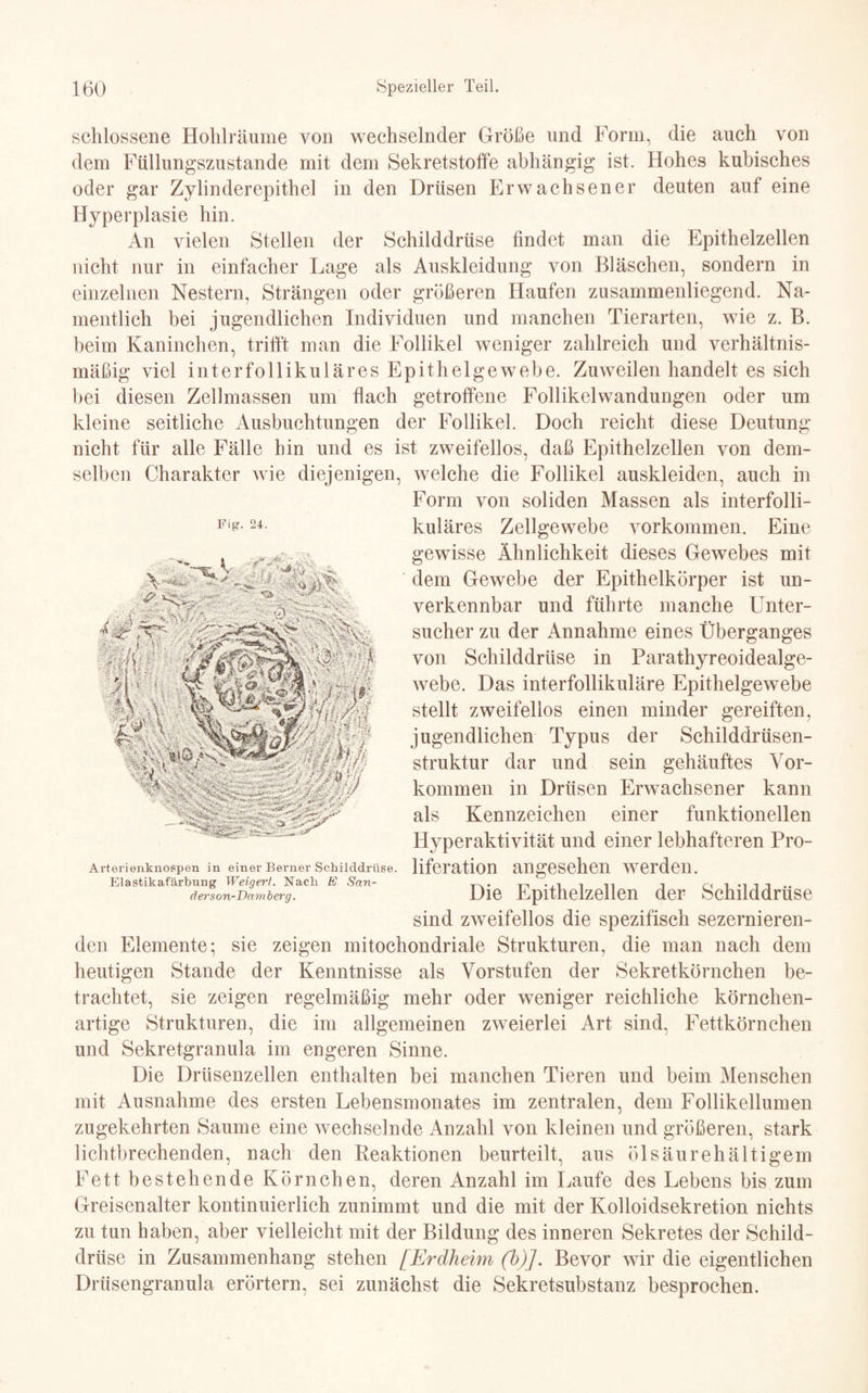 Fig. 24. schlossene Hohlräume von wechselnder Größe und Form, die auch von dem Füllungszustande mit dem Sekretstoffe abhängig ist. Hohes kubisches oder gar Zylinderepithel in den Drüsen Erwachsener deuten auf eine Hyperplasie hin. An vielen Stellen der Schilddrüse findet man die Epithelzellen nicht nur in einfacher Lage als Auskleidung von Bläschen, sondern in einzelnen Nestern, Strängen oder größeren Haufen zusammenliegend. Na¬ mentlich bei jugendlichen Individuen und manchen Tierarten, wie z. B. beim Kaninchen, trifft man die Follikel weniger zahlreich und verhältnis¬ mäßig viel interfollikuläres Epithelgewebe. Zuweilen handelt es sich bei diesen Zellmassen um flach getroffene Follikelwandungen oder um kleine seitliche Ausbuchtungen der Follikel. Doch reicht diese Deutung nicht für alle Fälle hin und es ist zweifellos, daß Epithelzellen von dem¬ selben Charakter wie diejenigen, welche die Follikel auskleiden, auch in Form von soliden Massen als interfolli¬ kuläres Zellgewebe Vorkommen. Eine gewisse Ähnlichkeit dieses Gewebes mit dem Gewebe der Epithelkörper ist un¬ verkennbar und führte manche Unter¬ sucher zu der Annahme eines Überganges von Schilddrüse in Parathyreoidealge- webe. Das interfollikuläre Epithelgewebe stellt zweifellos einen minder gereiften, jugendlichen Typus der Schilddrüsen¬ struktur dar und sein gehäuftes Vor¬ kommen in Drüsen Erwachsener kann als Kennzeichen einer funktionellen Hyperaktivität und einer lebhafteren Pro- Arterienknospen in einer Berner Schilddrüse. liferation angesehen werden. Elastikafärbung Weigert. Nach. E San- T. . „ mi i n i ri l t t .. derson-Damberg. Die Epithelzeilen der Schilddrüse sind zweifellos die spezifisch sezernieren- den Elemente; sie zeigen mitochondriale Strukturen, die man nach dem heutigen Stande der Kenntnisse als Vorstufen der Sekretkörnchen be¬ trachtet, sie zeigen regelmäßig mehr oder weniger reichliche körnchen¬ artige Strukturen, die im allgemeinen zweierlei Art sind, Fettkörnchen und Sekretgranula im engeren Sinne. Die Drüsenzellen enthalten bei manchen Tieren und beim Menschen mit Ausnahme des ersten Lebensmonates im zentralen, dem Follikellumen zugekehrten Saume eine wechselnde Anzahl von kleinen und größeren, stark lichtbrechenden, nach den Keaktionen beurteilt, aus ölsäurehältigern Fett bestehende Körnchen, deren Anzahl im Laufe des Lebens bis zum Greisenalter kontinuierlich zunimmt und die mit der Kolloidsekretion nichts zu tun haben, aber vielleicht mit der Bildung des inneren Sekretes der Schild¬ drüse in Zusammenhang stehen [Erdheim (b)]. Bevor wir die eigentlichen Drüsengranula erörtern, sei zunächst die Sekretsubstanz besprochen.