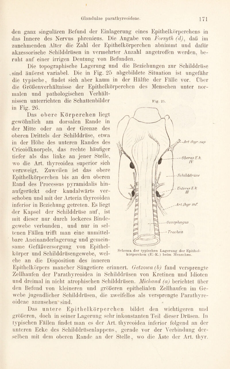 i Glandulae parathyreoideae. j 71 den ganz singulären Befund der Einlagerung eines Epithelkörperchens in das Innere des Nervus phrenicus. Die Angabe von Forsyth (dj, daß im zunehmenden Alter die Zahl der Epithelkörperchen abninlmt und dafür akzessorische Schilddrüsen in vermehrter Anzahl angetroffen werden, be¬ ruht auf einer irrigen Deutung von Befunden. Die topographische Lagerung und die Beziehungen zur Schilddrüse .sind äußerst variabel. Die in Fig. 25 abgebildete Situation ist ungefähr die typische, findet sich aber kaum in der Hälfte der Fälle vor. Über die Größenverhältnisse der Epithelkörperchen des Menschen unter nor¬ malen und pathologischen Verhält¬ nissen unterrichten die Schattenbilder in Fig. 26. Das obere Körperchen liegt gewöhnlich am dorsalen Rande in der Mitte oder an der Grenze des oberen Drittels der Schilddrüse, etwa in der Höhe des unteren Randes des Cricoidknorpels, das rechte häufiger tiefer als das linke an jener Stelle, wo die Art. thyreoidea superior sich verzweigt. Zuweilen ist das obere Epithelkörperchen bis an den oberen Rand des Processus pyramidalis hin¬ aufgerückt oder kaudalwärts ver¬ schoben und mit der Arteria thyreoidea inferior in Beziehung getreten. Es liegt der Kapsel der Schilddrüse auf, ist mit dieser nur durch lockeres Binde¬ gewebe verbunden, und nur in sel¬ tenen Fällen trifft man eine unmittel¬ bare Aneinanderlagerung und gemein¬ same Gefäß Versorgung von Epithel¬ körper und Schilddrüsengewebe, wel¬ che an die Disposition des inneren Epithelkörpers mancher Säugetiere erinnert. Getzoiva (b) fand versprengte Zellhaufen der Parathyreoidea in Schilddrüsen von Kretinen und Idioten und dreimal in nicht atrophischen Schilddrüsen. Michaud (a) berichtet über den Befund von kleineren und größeren epithelialen Zellhaufen im Ge¬ webe jugendlicher Schilddrüsen, die zweifellos als versprengte Parathyre¬ oideae anzusehen sind. Das untere Epithelkörperchen bildet den wichtigeren und größeren, doch in seiner Lagerung sehr inkonstanten Teil dieser Drüsen. In typischen Fällen findet man es der Art. thyreoidea inferior folgend an der unteren Ecke des Schilddrüsenlappens, gerade vor der Verbindung der¬ selben mit dem oberen Rande an der Stelle, wo die Äste der Art. thvr. 1 V Fig. 25. Schema der typischen Lagerung der Epithel¬ körperchen (E.-K.) heim Menschen.