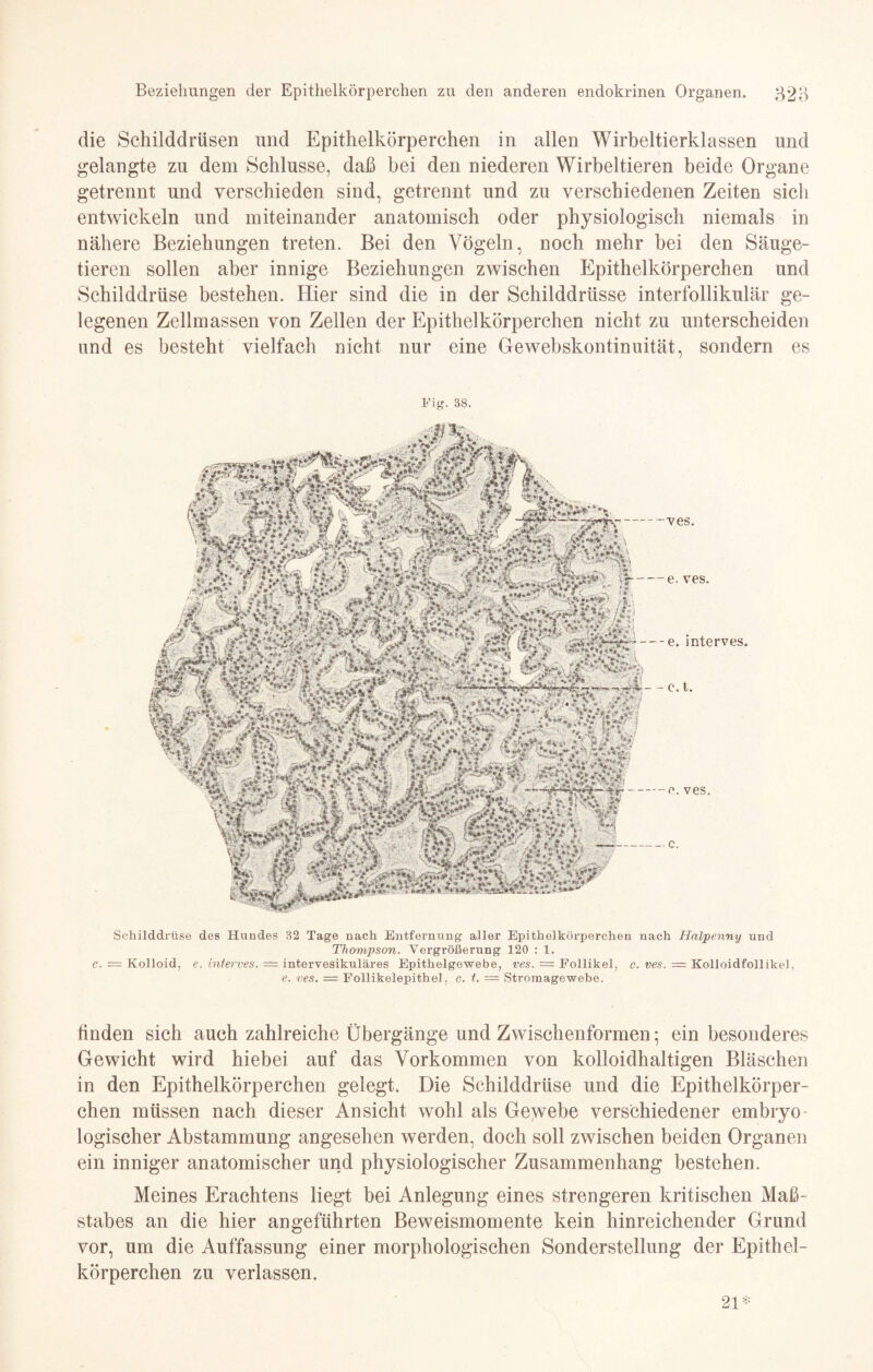 die Schilddrüsen und Epithelkörperchen in allen Wirbeltierklassen und gelangte zu dem Schlüsse, daß bei den niederen Wirbeltieren beide Organe getrennt und verschieden sind, getrennt und zu verschiedenen Zeiten sich entwickeln und miteinander anatomisch oder physiologisch niemals in nähere Beziehungen treten. Bei den Vögeln, noch mehr bei den Säuge¬ tieren sollen aber innige Beziehungen zwischen Epithelkörperchen und Schilddrüse bestehen. Hier sind die in der Schilddrüsse interfollikulär ge¬ legenen Zellmassen von Zellen der Epithelkörperchen nicht zu unterscheiden und es besteht vielfach nicht nur eine Gewebskontinuität, sondern es Fig. 38. Schilddrüse des Hundes 32 Tage nach Entfernung aller Epithelkörperchen nach Haipenny und Thompson. Vergrößerung 120 : 1. c. — Kolloid, e. internes. = intervesikuläres Epitüelgewebe, ves. = Follikel, c. ves. — Kolloidfollikei, e. ves. = Follikelepithel, c. t. — Stromagewebe. ves. e. ves. e. interves. c. t. e. ves. c. finden sich auch zahlreiche Übergänge und Zwischenformen; ein besonderes Gewicht wird hiebei auf das Vorkommen von kolloidhaltigen Bläschen in den Epithelkörperchen gelegt. Die Schilddrüse und die Epithelkörper¬ chen müssen nach dieser Ansicht wohl als Gewebe verschiedener embryo- logischer Abstammung angesehen werden, doch soll zwischen beiden Organen ein inniger anatomischer und physiologischer Zusammenhang bestehen. Meines Erachtens liegt bei Anlegung eines strengeren kritischen Ma߬ stabes an die hier angeführten Beweismomente kein hinreichender Grund vor, um die Auffassung einer morphologischen Sonderstellung der Epithel¬ körperchen zu verlassen. 21*