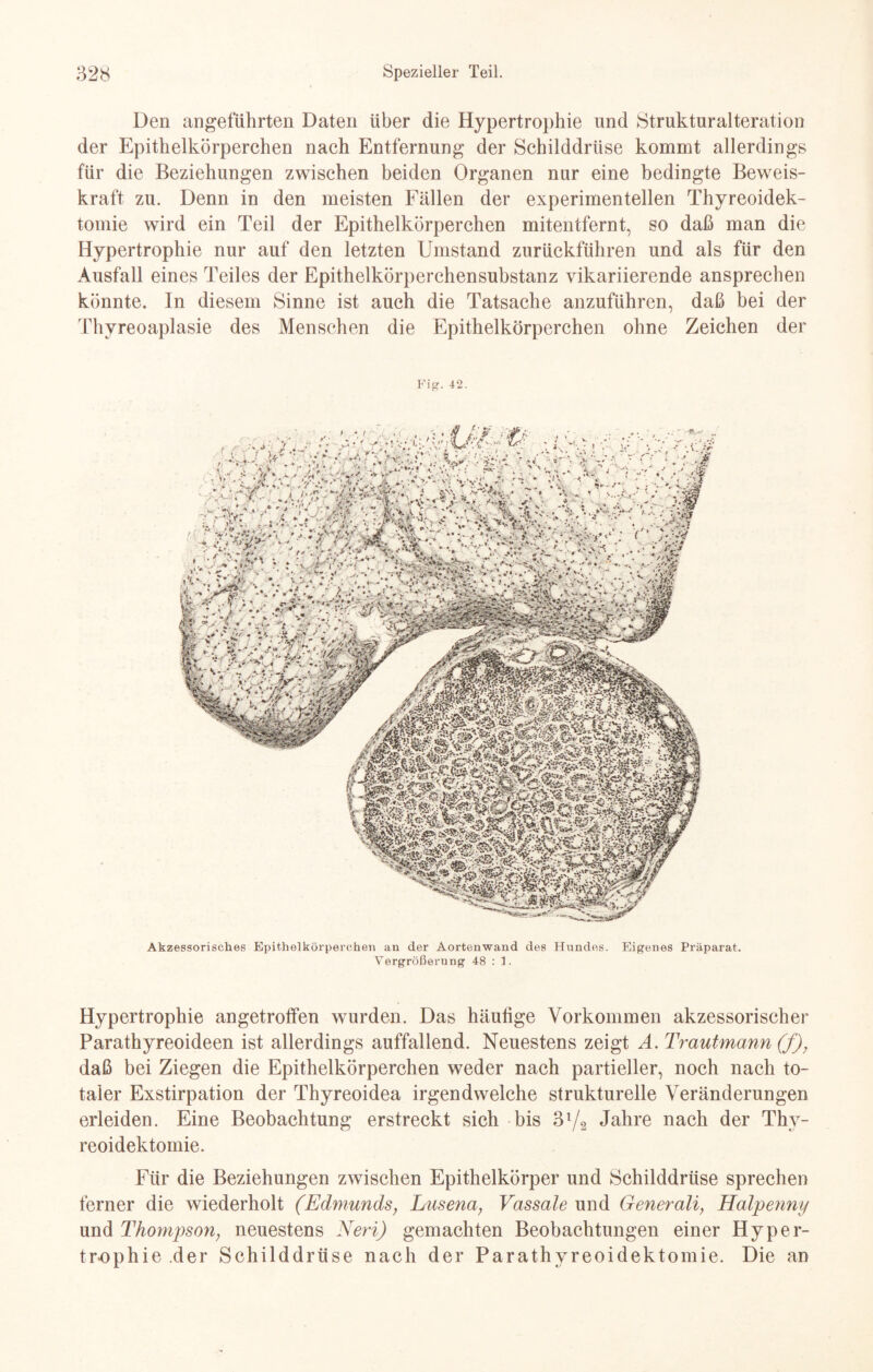 Den angeführten Daten über die Hypertrophie und Strukturalteration der Epithelkörperchen nach Entfernung der Schilddrüse kommt allerdings für die Beziehungen zwischen beiden Organen nur eine bedingte Beweis¬ kraft zu. Denn in den meisten Fällen der experimentellen Thyreoidek- tomie wird ein Teil der Epithelkörperchen mitentfernt, so daß man die Hypertrophie nur auf den letzten Umstand zurückführen und als für den Ausfall eines Teiles der Epithelkörperchensubstanz vikariierende ansprechen könnte. In diesem Sinne ist auch die Tatsache anzuführen, daß bei der Thyreoaplasie des Menschen die Epithelkörperchen ohne Zeichen der Fig. 42. Akzessorisches Epithelkörperchen an der Aortenwand des Hundes. Eigenes Präparat. Vergrößerung 48 : ]. Hypertrophie angetrotfen wurden. Das häutige Vorkommen akzessorischer Parathyreoideen ist allerdings auffallend. Neuestens zeigt A. Trautmann (f), daß bei Ziegen die Epithelkörperchen weder nach partieller, noch nach to¬ taler Exstirpation der Thyreoidea irgendwelche strukturelle Veränderungen erleiden. Eine Beobachtung erstreckt sich bis 3l/2 Jahre nach der Thy- reoidektomie. Für die Beziehungen zwischen Epithelkörper und Schilddrüse sprechen ferner die wiederholt (Edmunds, Lusena, Vassale und Generali, Haipenny und Thompson, neuestens Neri) gemachten Beobachtungen einer Hyper¬ trophie der Schilddrüse nach der Farathyreoidektomie. Die an