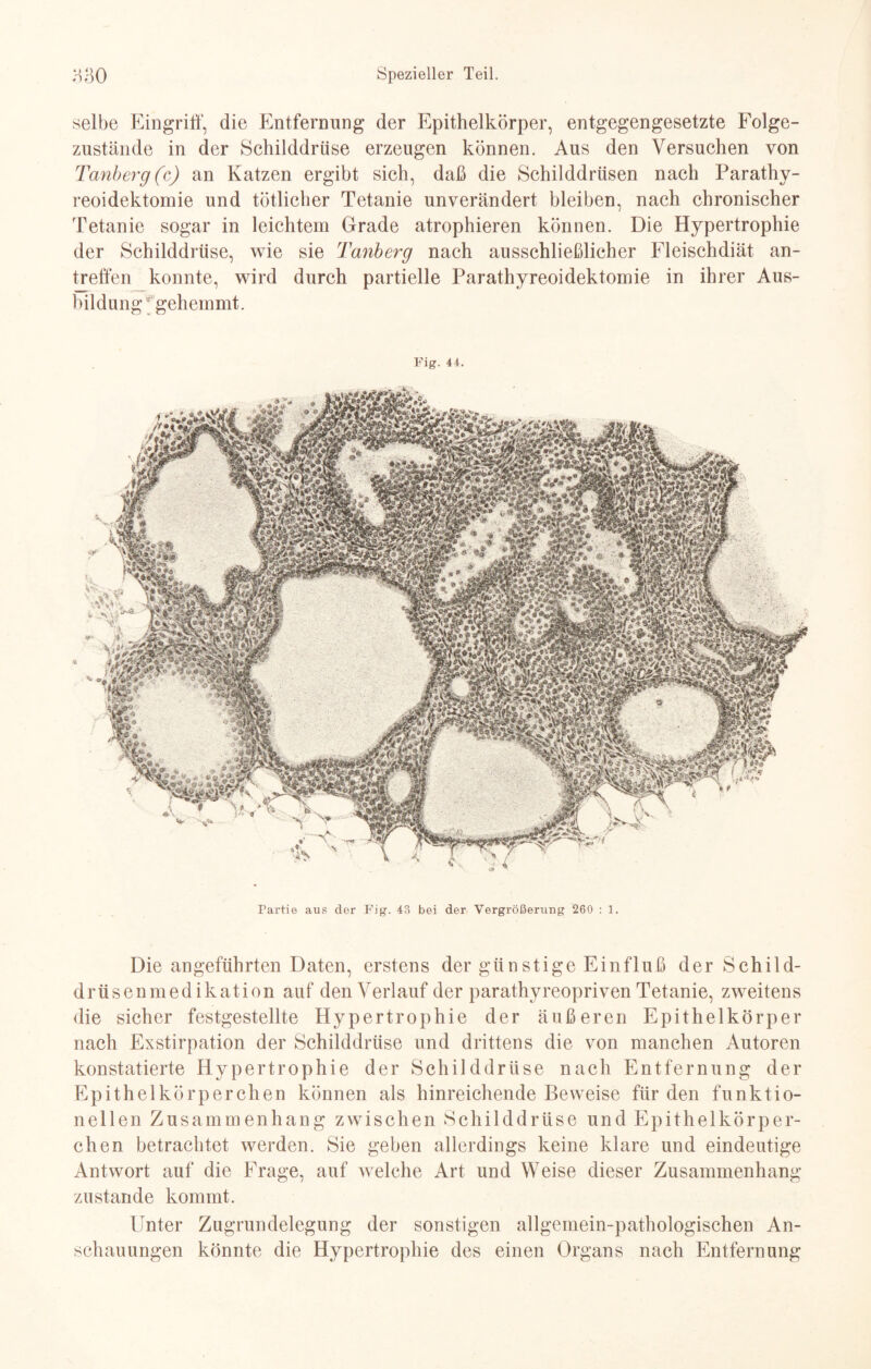 selbe Eingriff, die Entfernung der Epithelkörper, entgegengesetzte Folge¬ zustände in der Schilddrüse erzeugen können. Aus den Versuchen von Tanberg(c) an Katzen ergibt sich, daß die Schilddrüsen nach Parathy- reoidektomie und tötlicher Tetanie unverändert bleiben, nach chronischer Tetanie sogar in leichtem Grade atrophieren können. Die Hypertrophie der Schilddrüse, wie sie Tanberg nach ausschließlicher Fleischdiät an¬ treffen konnte, wird durch partielle Parathyreoidektomie in ihrer Aus¬ bildung f gehemmt. Fig. 44. Partie aus der Fig. 43 bei der Vergrößerung 260 : 1. Die angeführten Daten, erstens der giinstige Einfluß der Schild¬ drüsenmedikation auf den Verlauf der parathyreopriven Tetanie, zweitens die sicher festgestellte Hypertrophie der äußeren Epithelkörper nach Exstirpation der Schilddrüse und drittens die von manchen Autoren konstatierte Hypertrophie der Schilddrüse nach Entfernung der Epithelkörperchen können als hinreichende Beweise für den funktio¬ nellen Zusammenhang zwischen Schilddrüse und Epithelkörper¬ chen betrachtet werden. Sie geben allerdings keine klare und eindeutige Antwort auf die Frage, auf welche Art und Weise dieser Zusammenhang zustande kommt. Unter Zugrundelegung der sonstigen allgemein-pathologischen An¬ schauungen könnte die Hypertrophie des einen Organs nach Entfernung